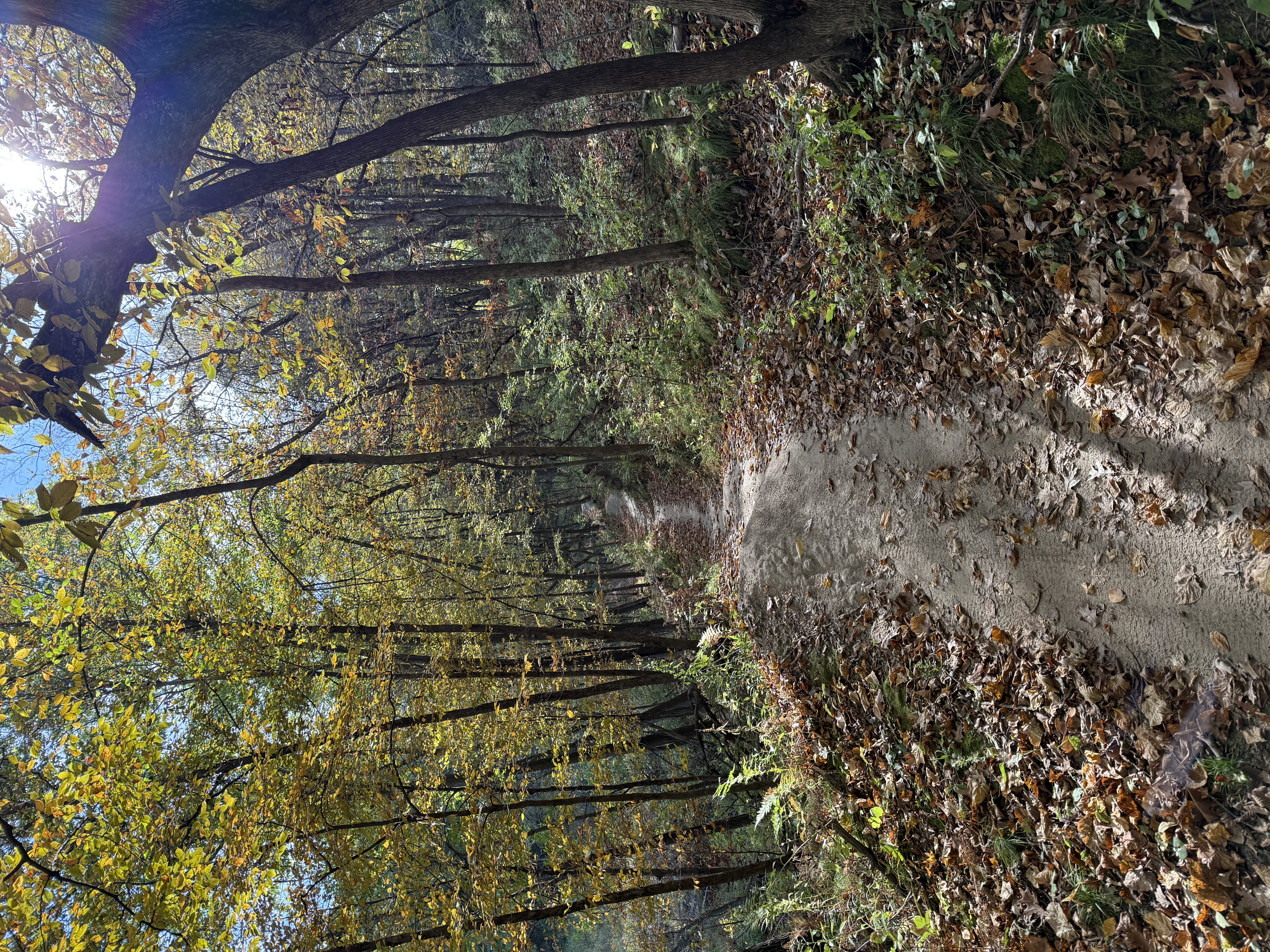 Trail status picture
