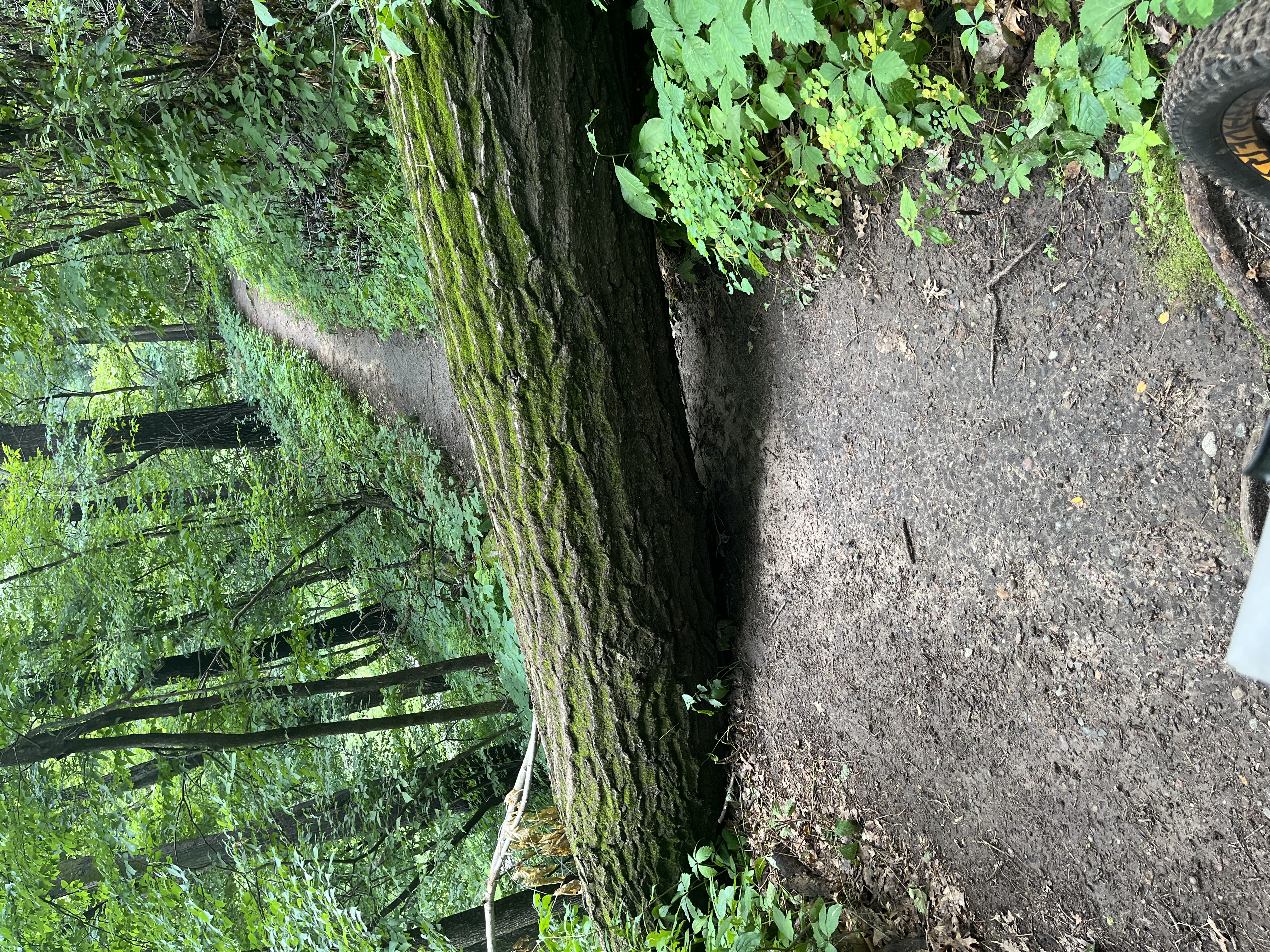 Trail status picture