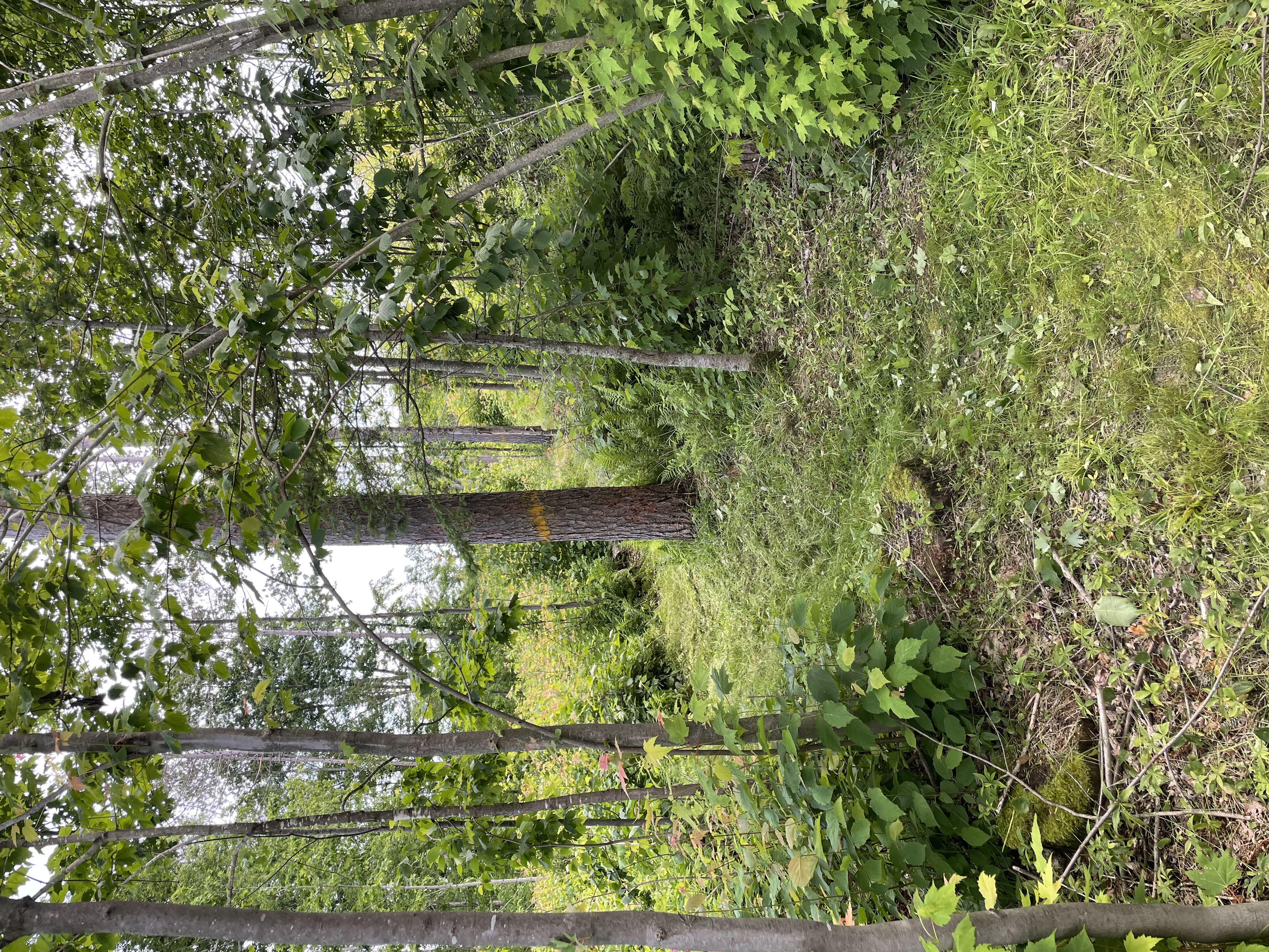 Trail status picture
