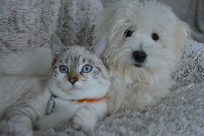 These 10 Tips Will Help Make Your Pet Boarding Decision Easier
