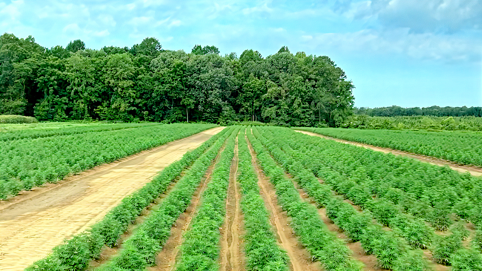 rows of hemp plants