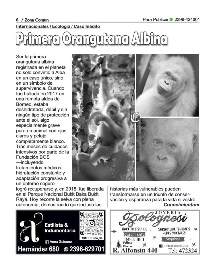 Zona Comun 118 Enero 2026 — page 6