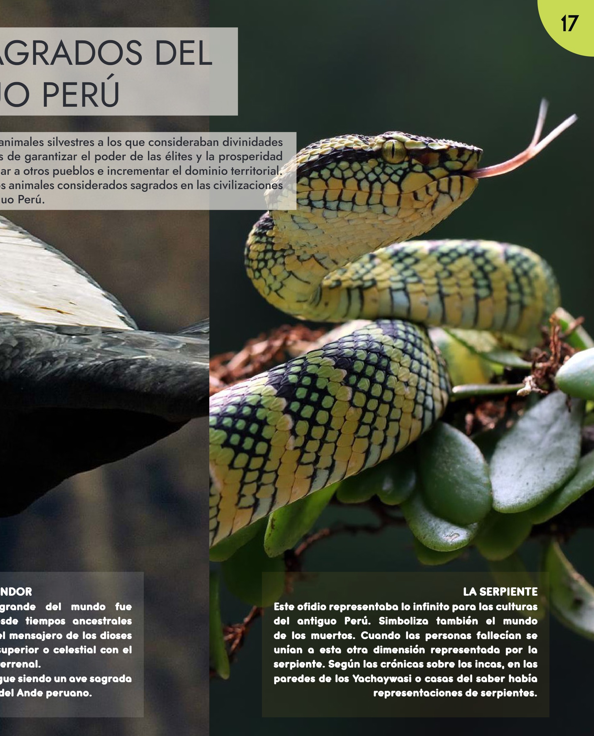 Conociendo nuestro pasado milenario — page 17