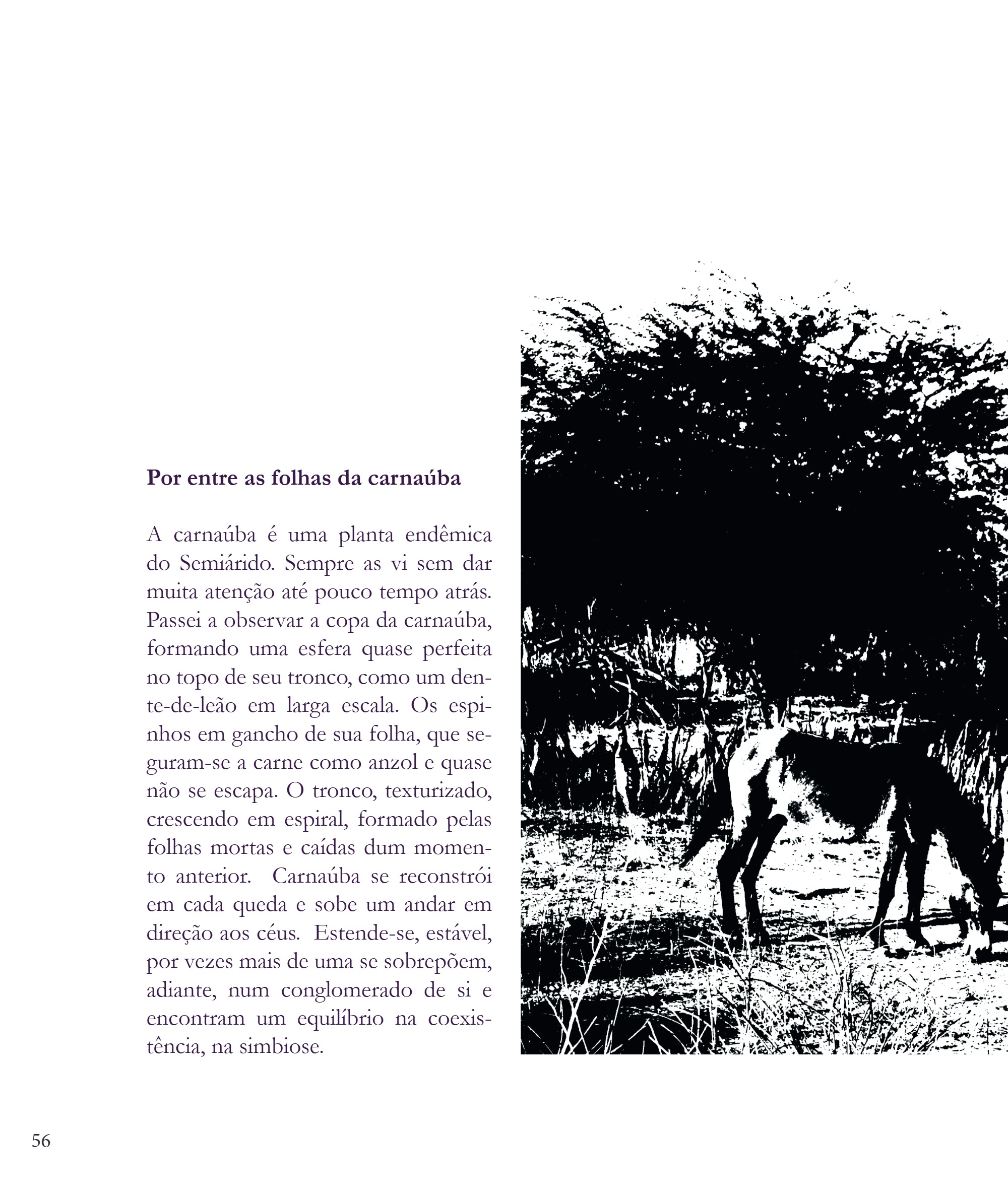 Desvio 2026 - Edição - Mapear o que escapa - PNAB — page 56