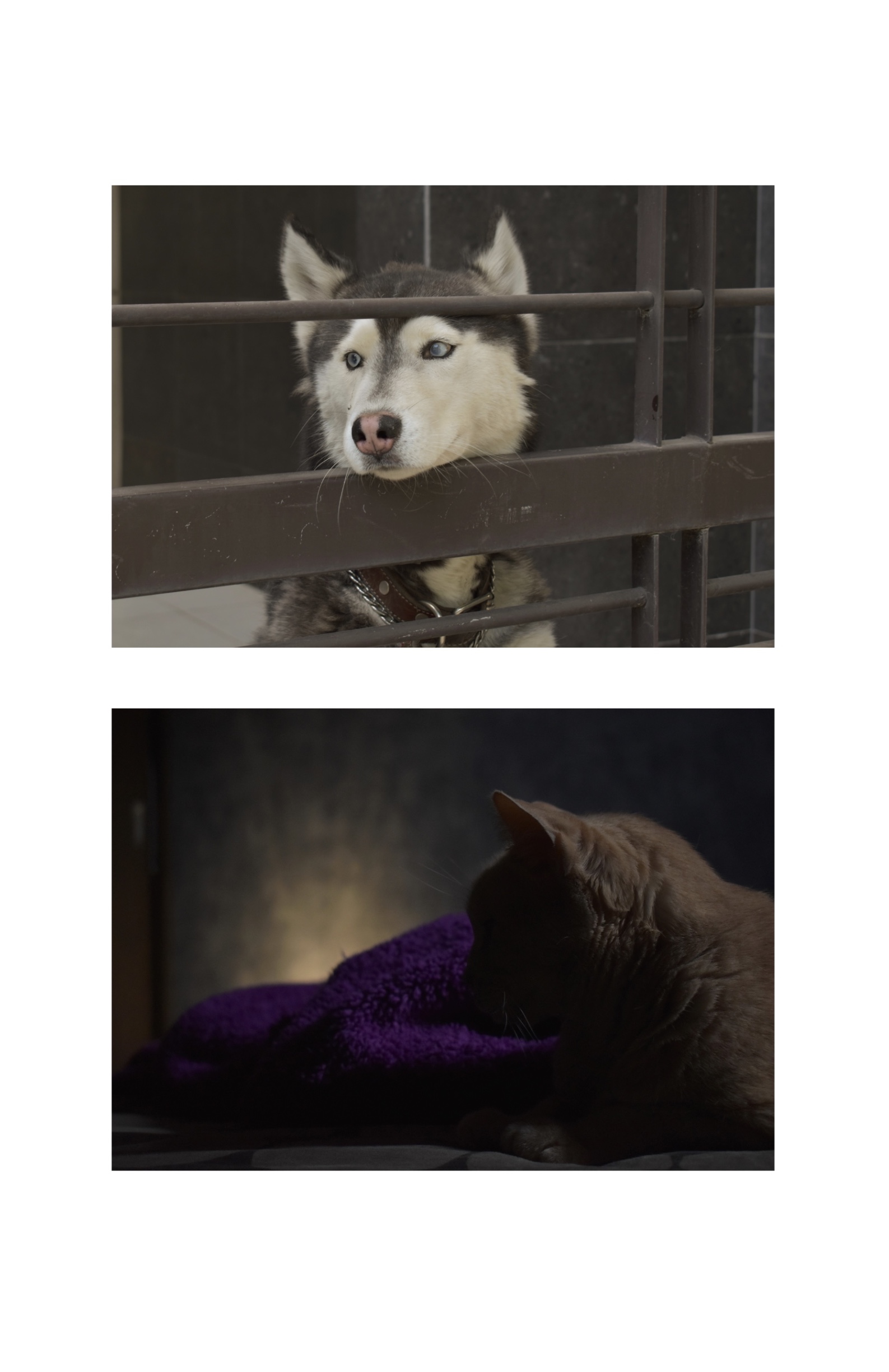 HUELLA — page 12