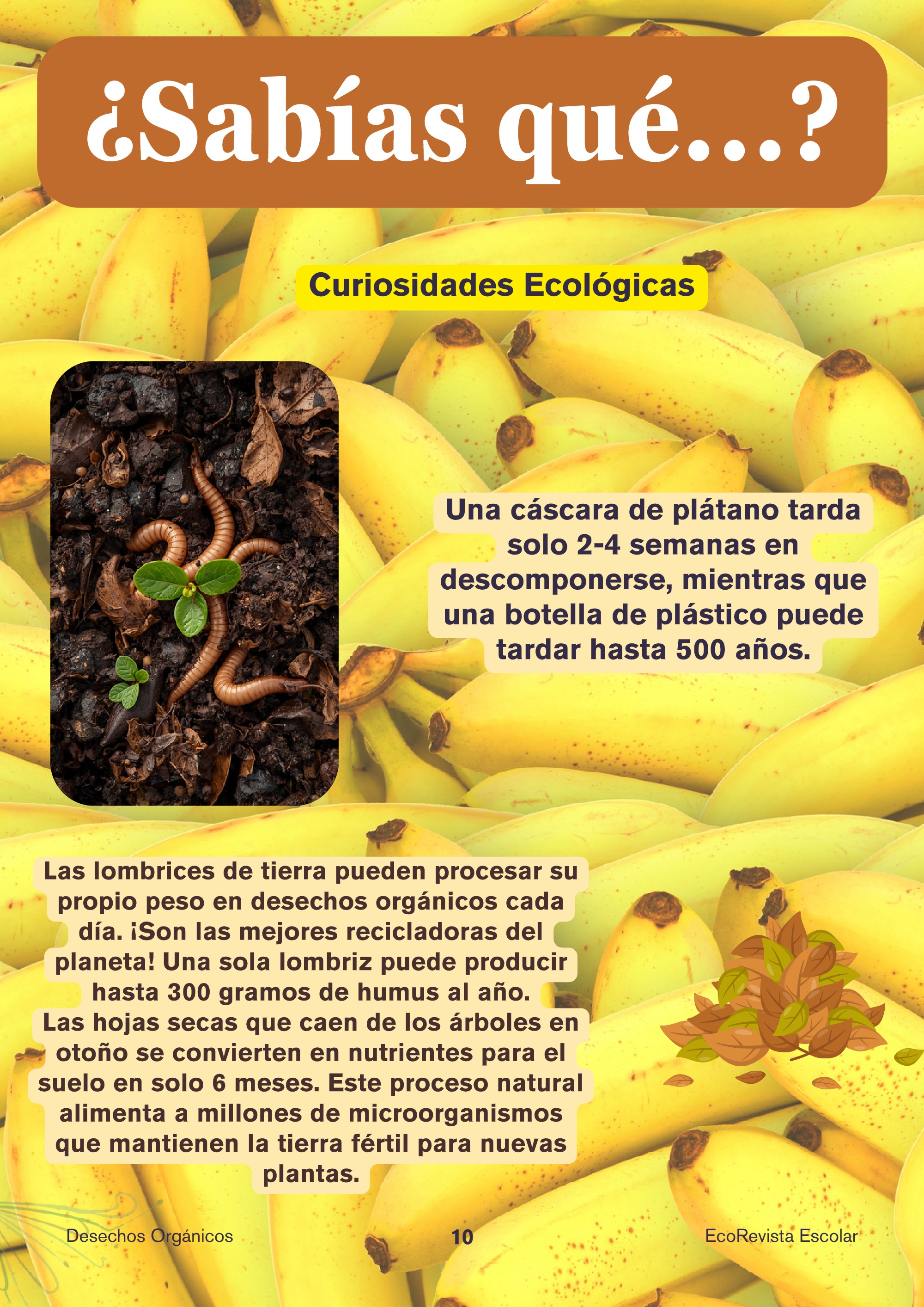Revista_EcoVida — page 10