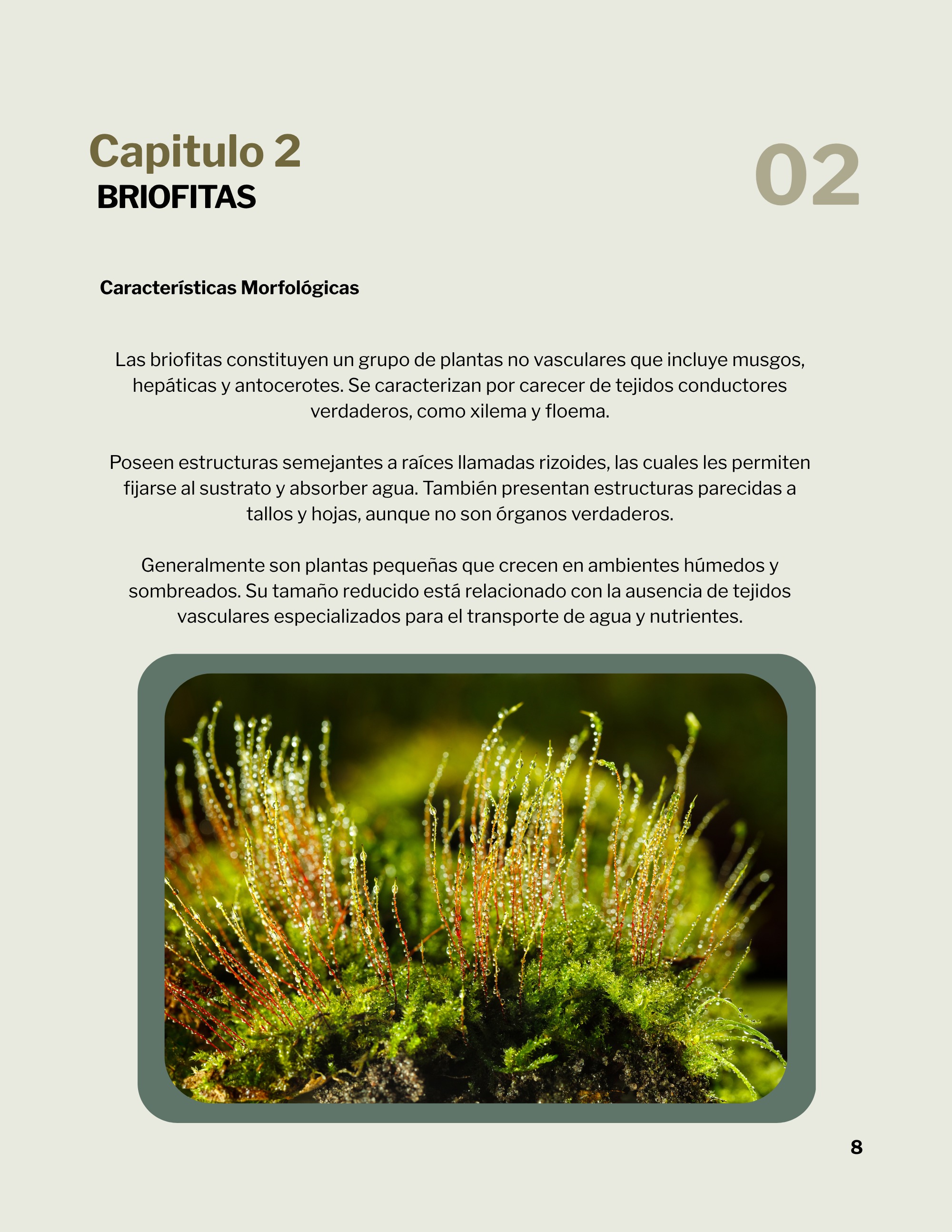 Revista _20260602_112258_0000 — page 11