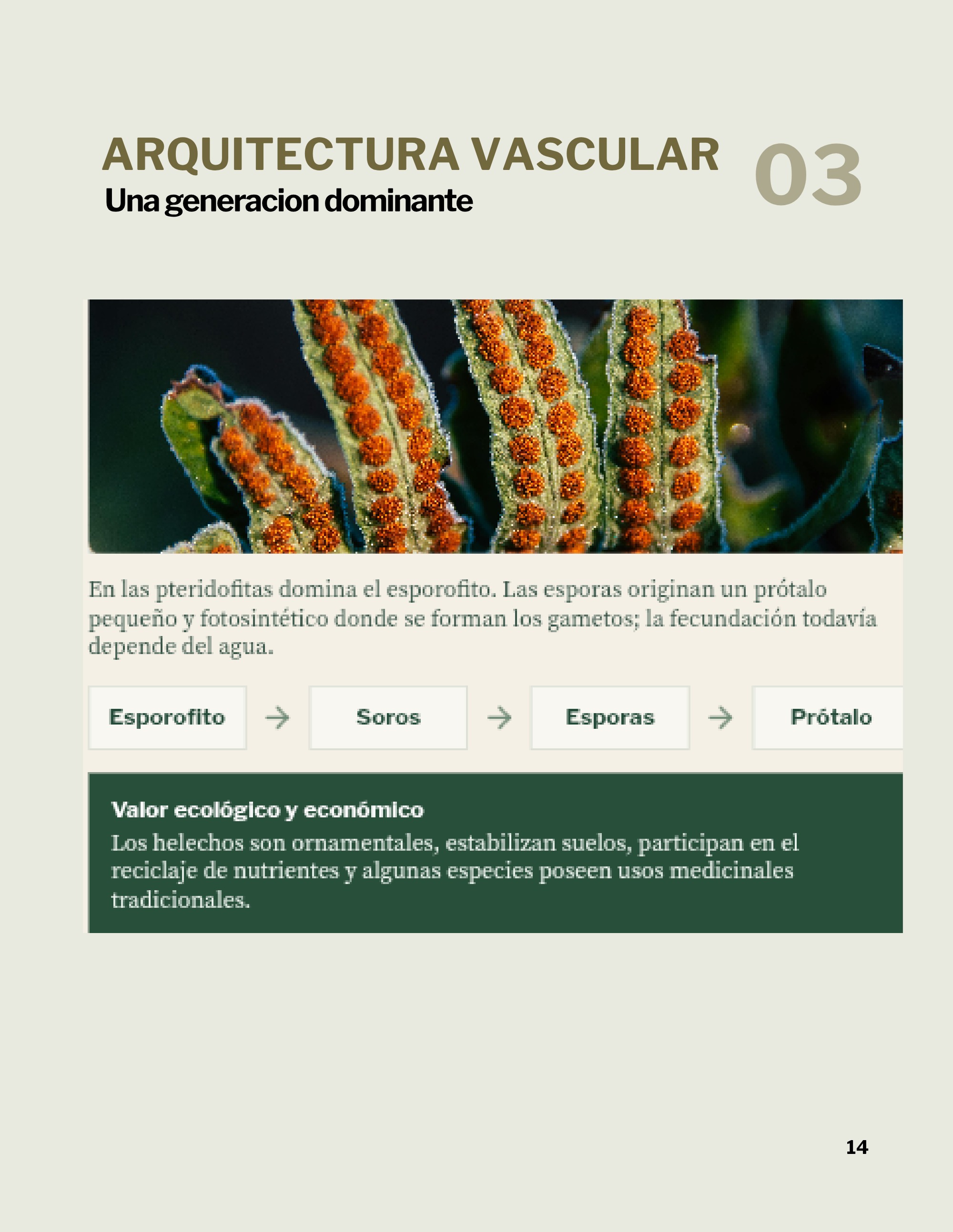 Revista _20260602_112258_0000 — page 17