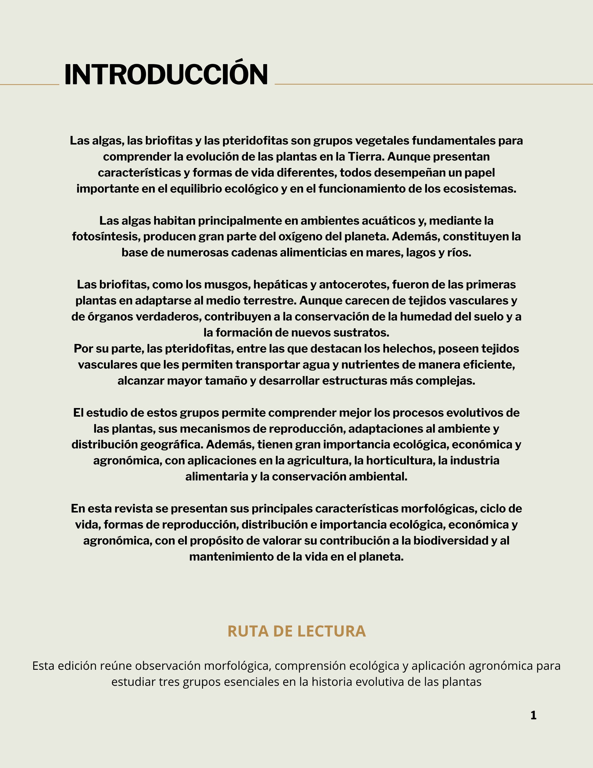 Revista _20260602_112258_0000 — page 4