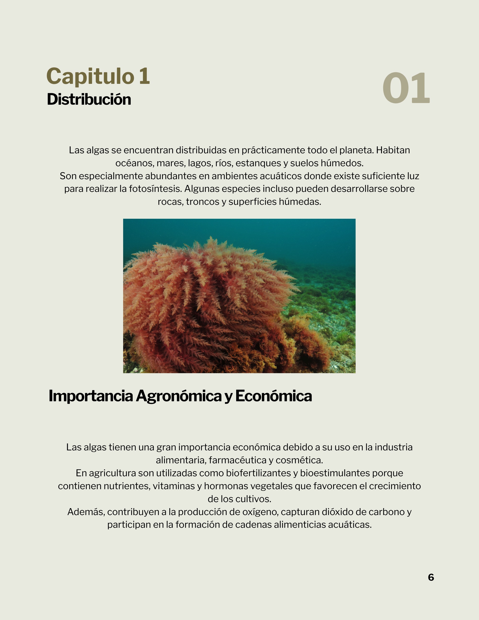 Revista _20260602_112258_0000 — page 9