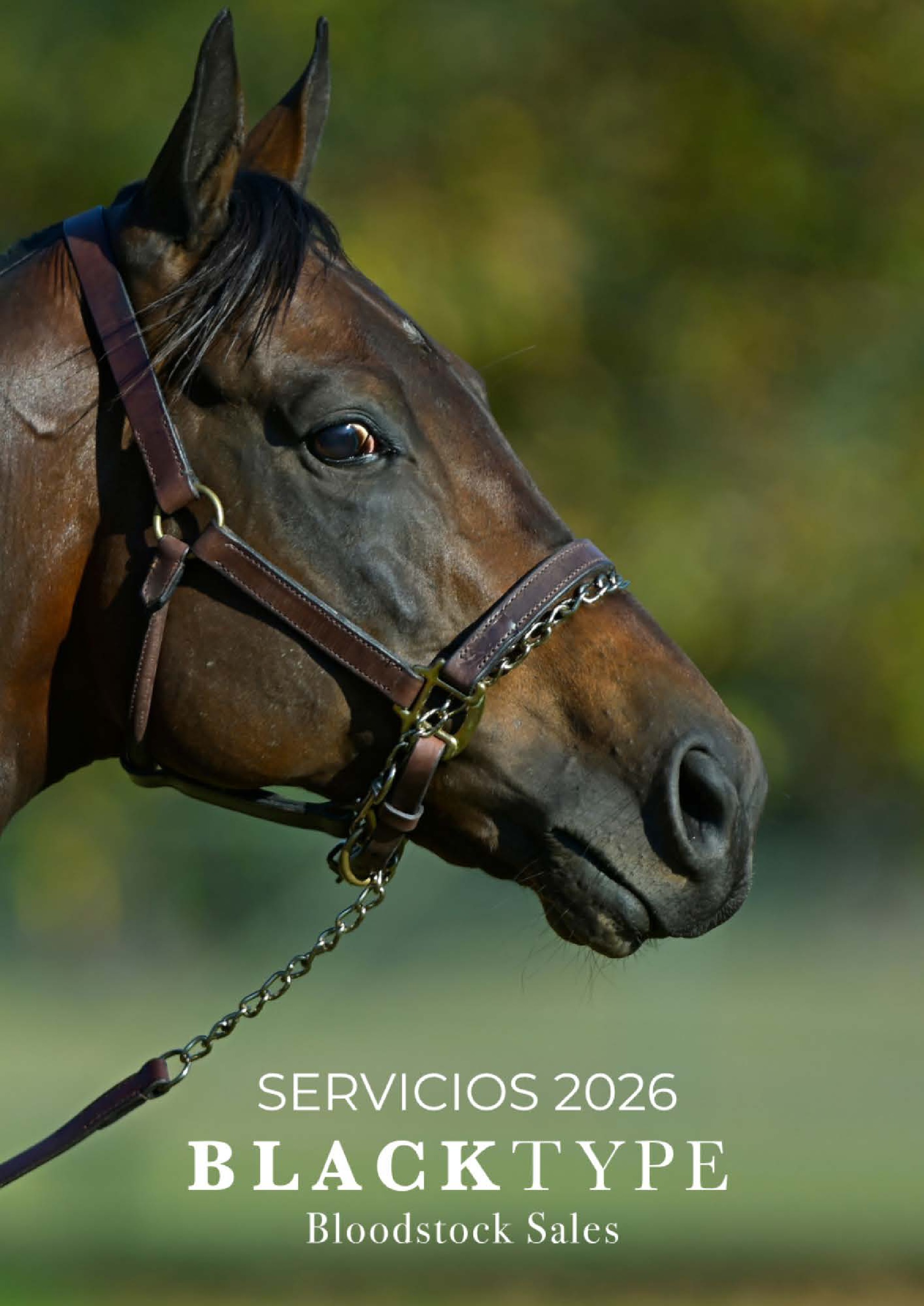 catalogo Padrillos Blacktype Bloodstock 2026