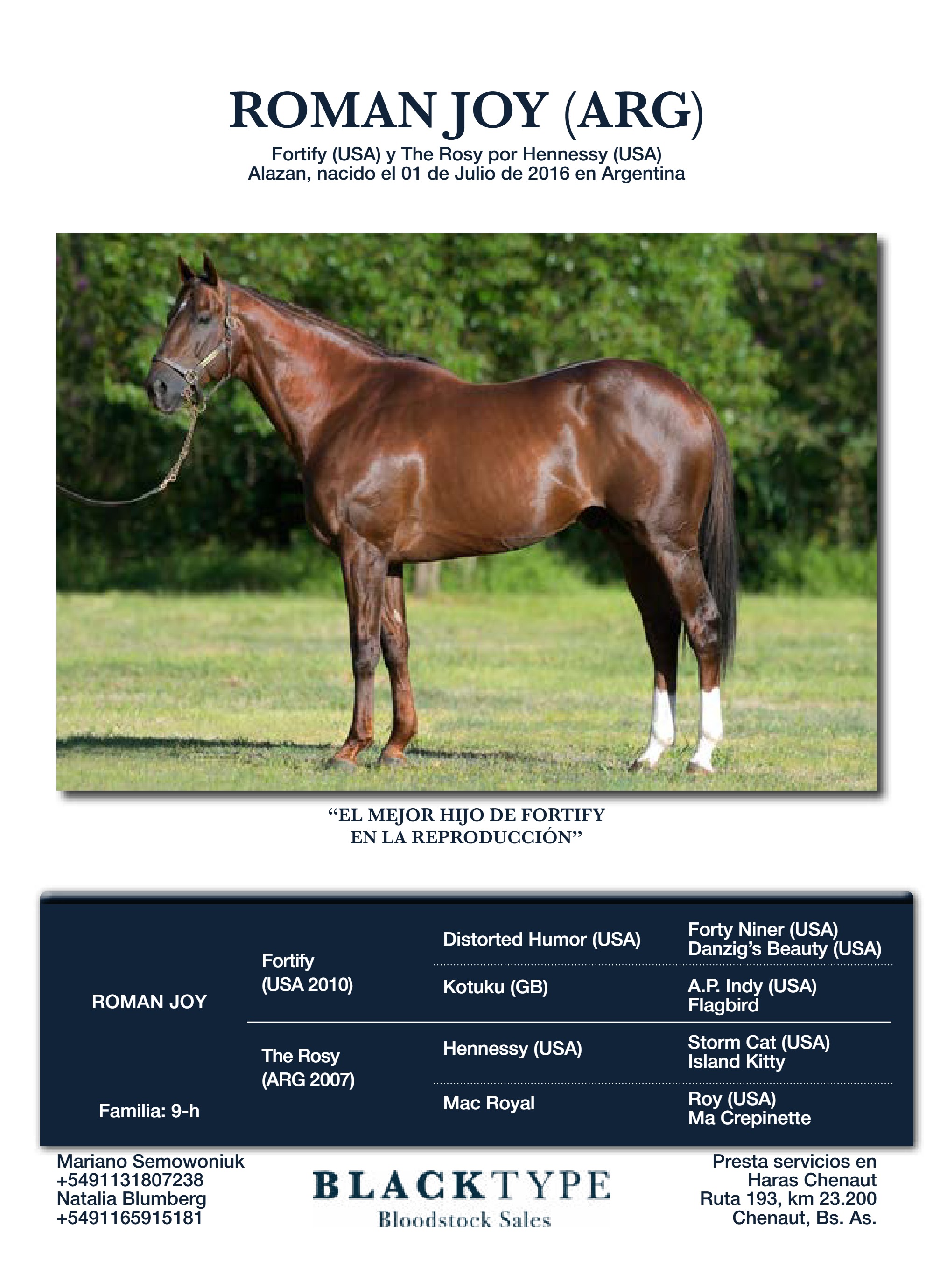 catalogo Padrillos Blacktype Bloodstock 2026 — page 12