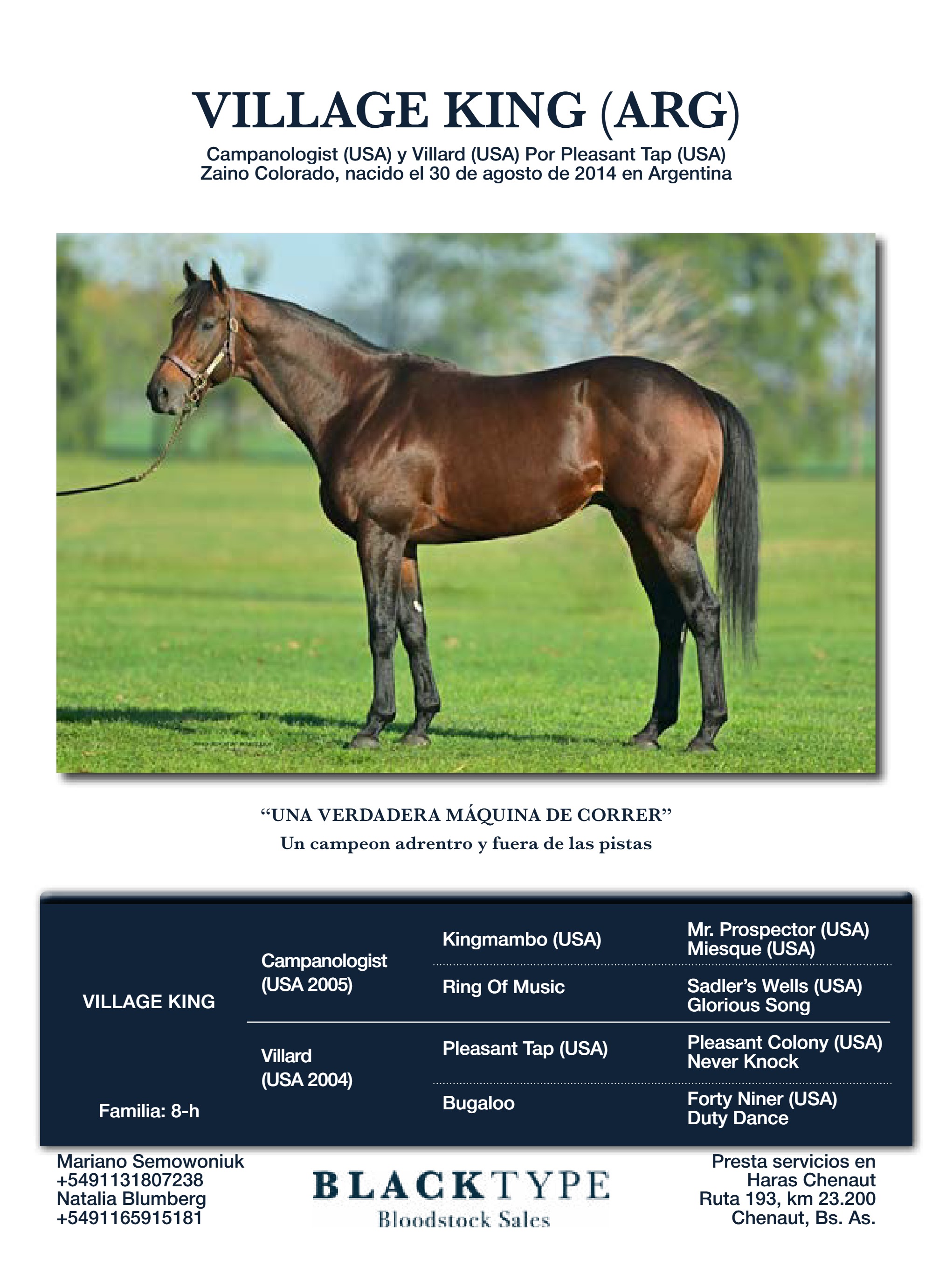 catalogo Padrillos Blacktype Bloodstock 2026 — page 14