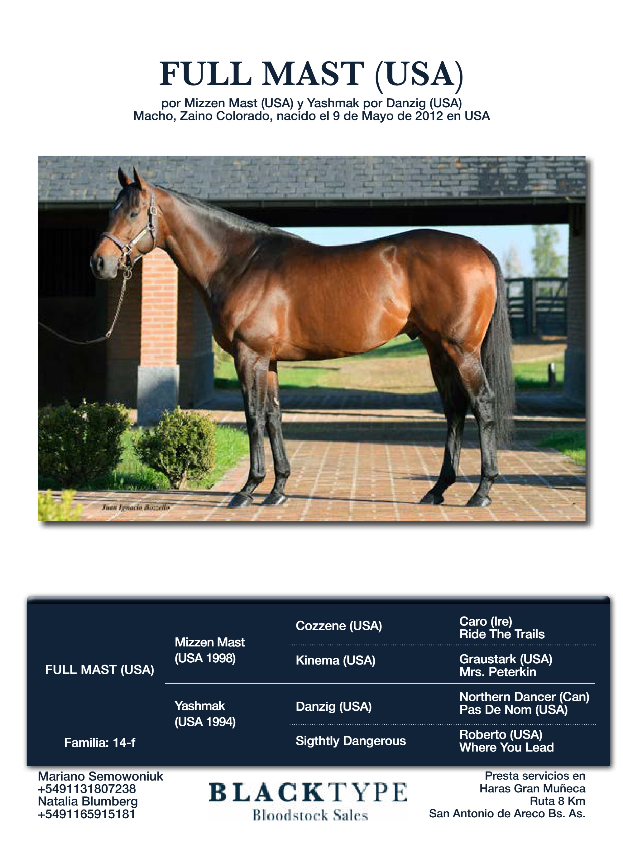 catalogo Padrillos Blacktype Bloodstock 2026 — page 16