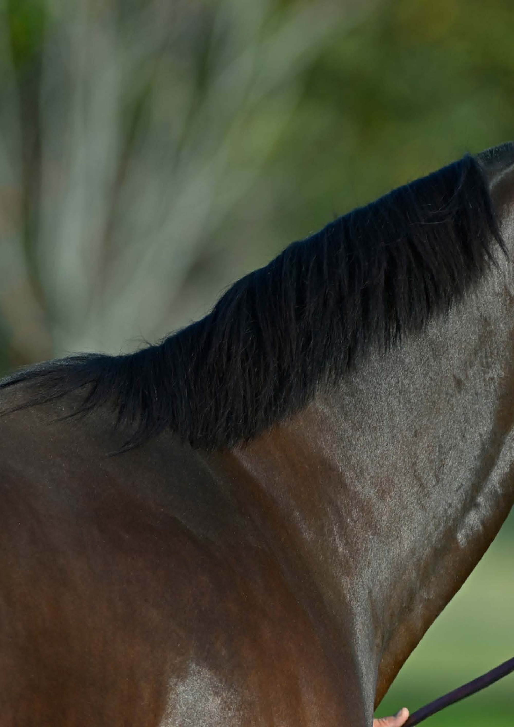catalogo Padrillos Blacktype Bloodstock 2026 — page 18