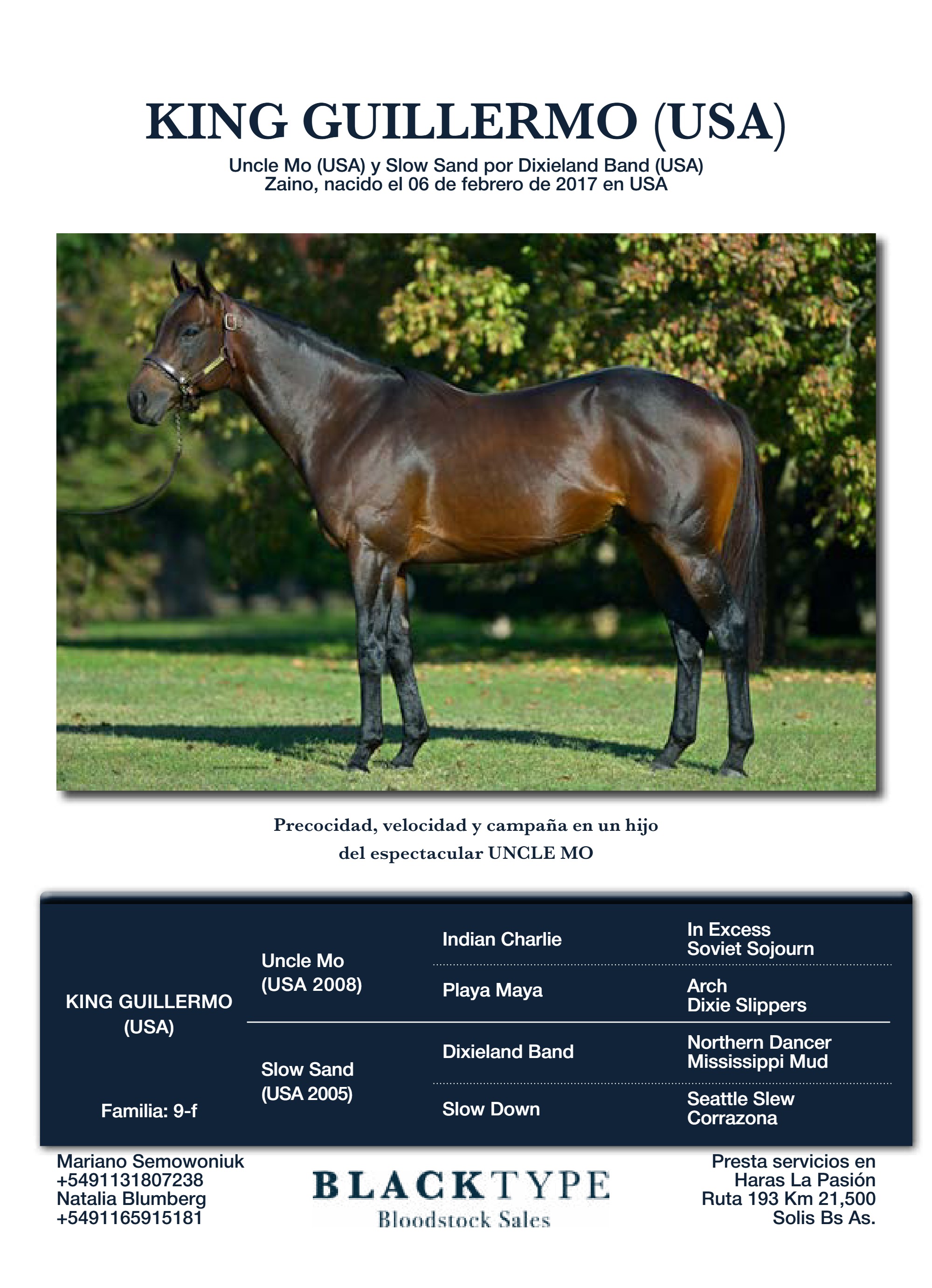 catalogo Padrillos Blacktype Bloodstock 2026 — page 4
