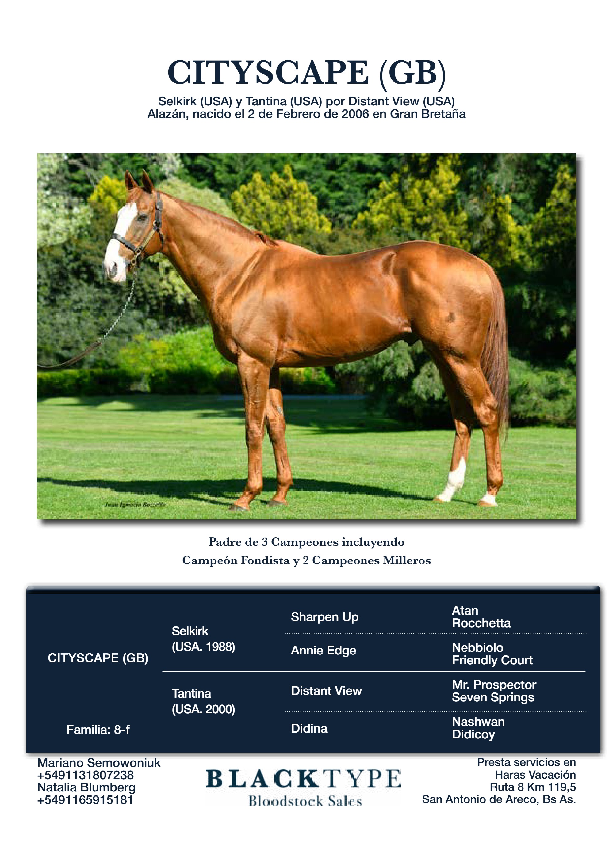 catalogo Padrillos Blacktype Bloodstock 2026 — page 6