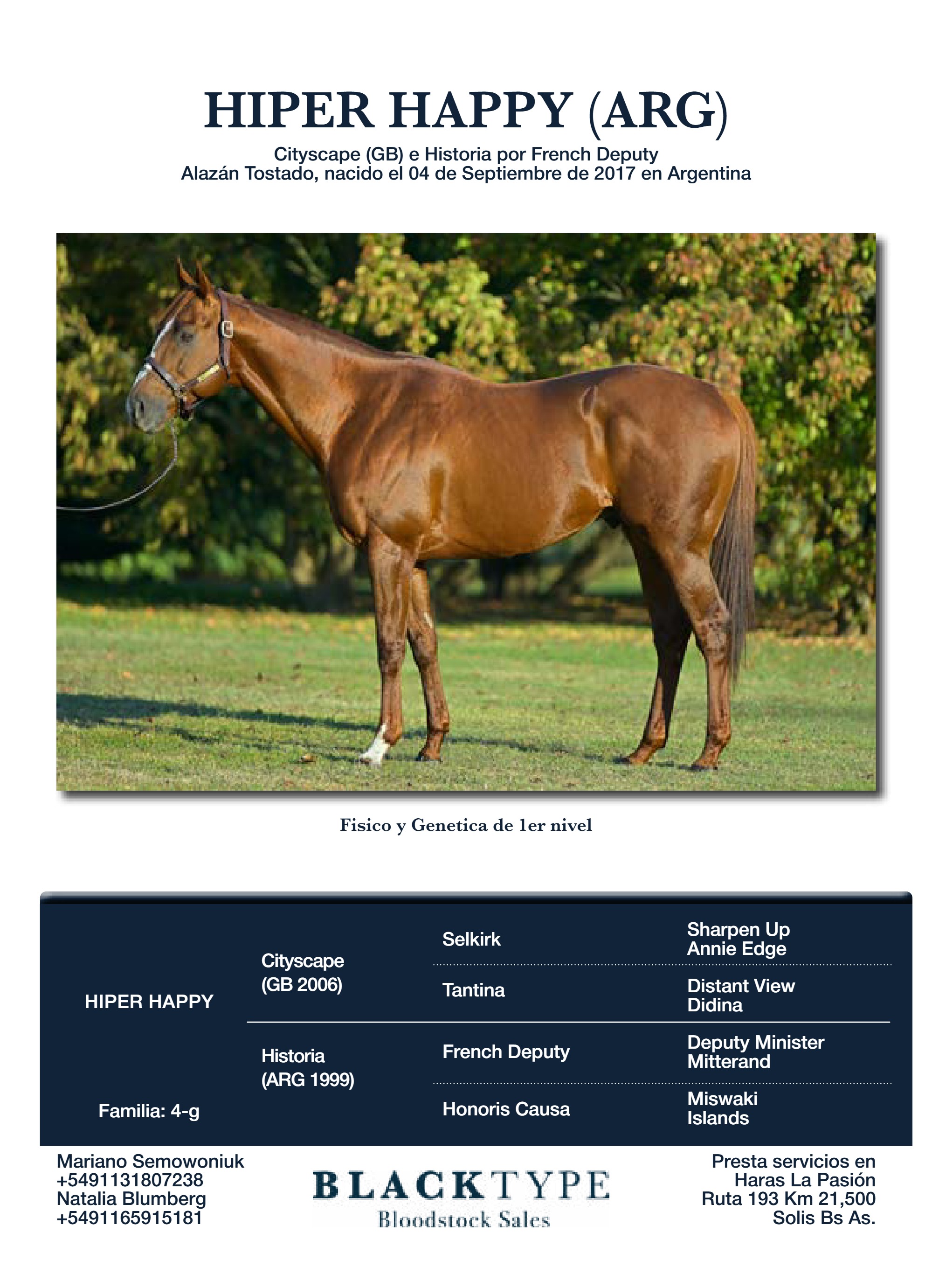 catalogo Padrillos Blacktype Bloodstock 2026 — page 8