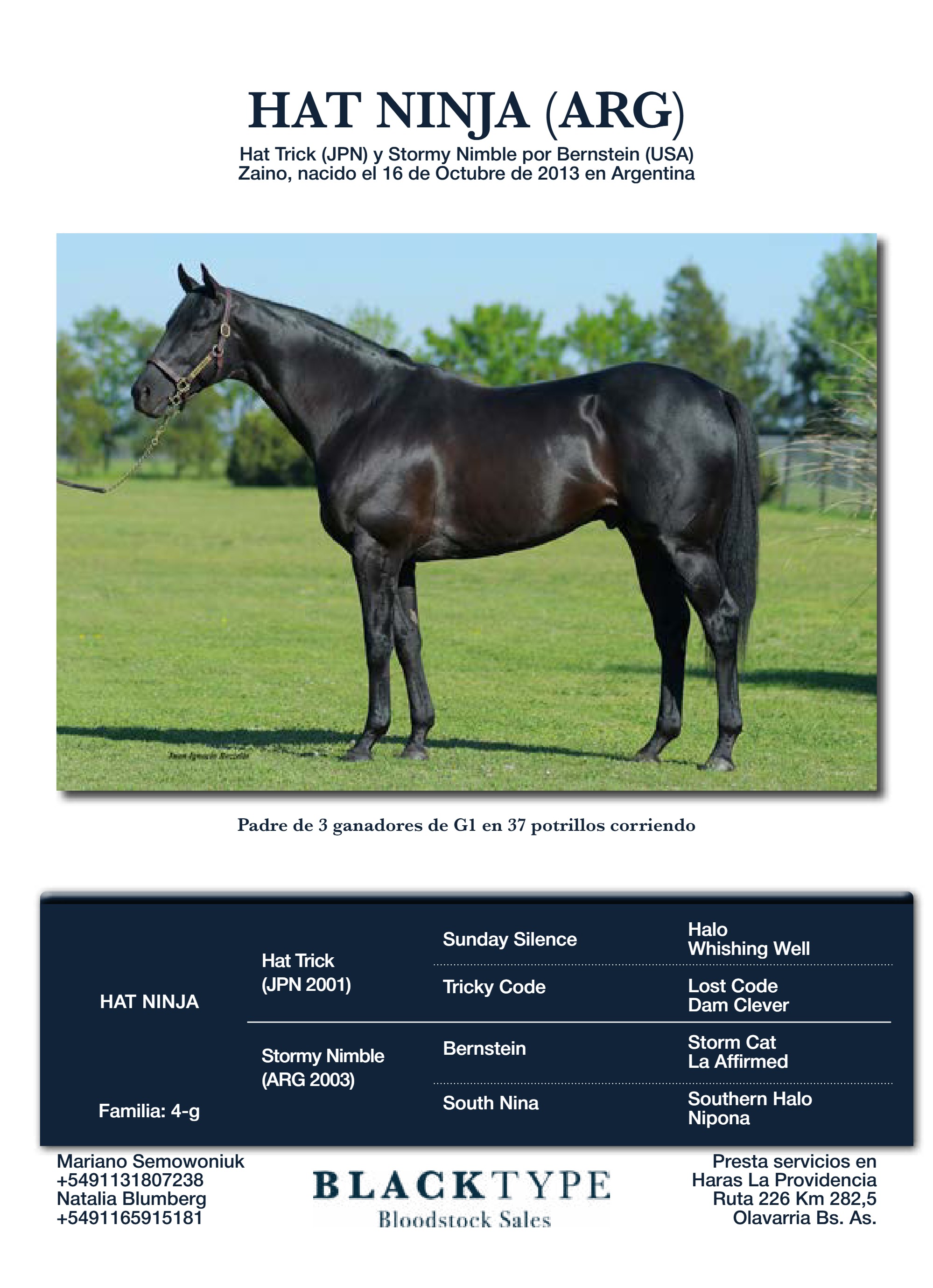 catalogo Padrillos Blacktype Bloodstock 2026 — page 10