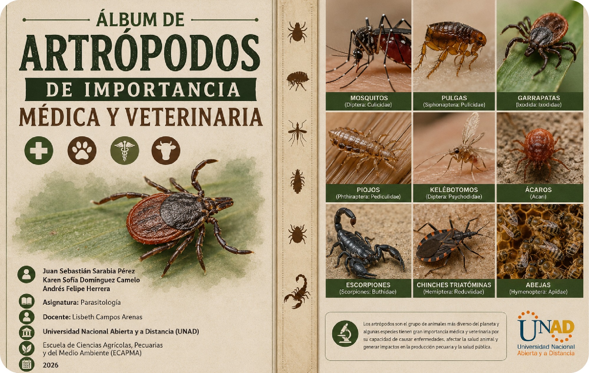 ALBUM ARTROPODOS