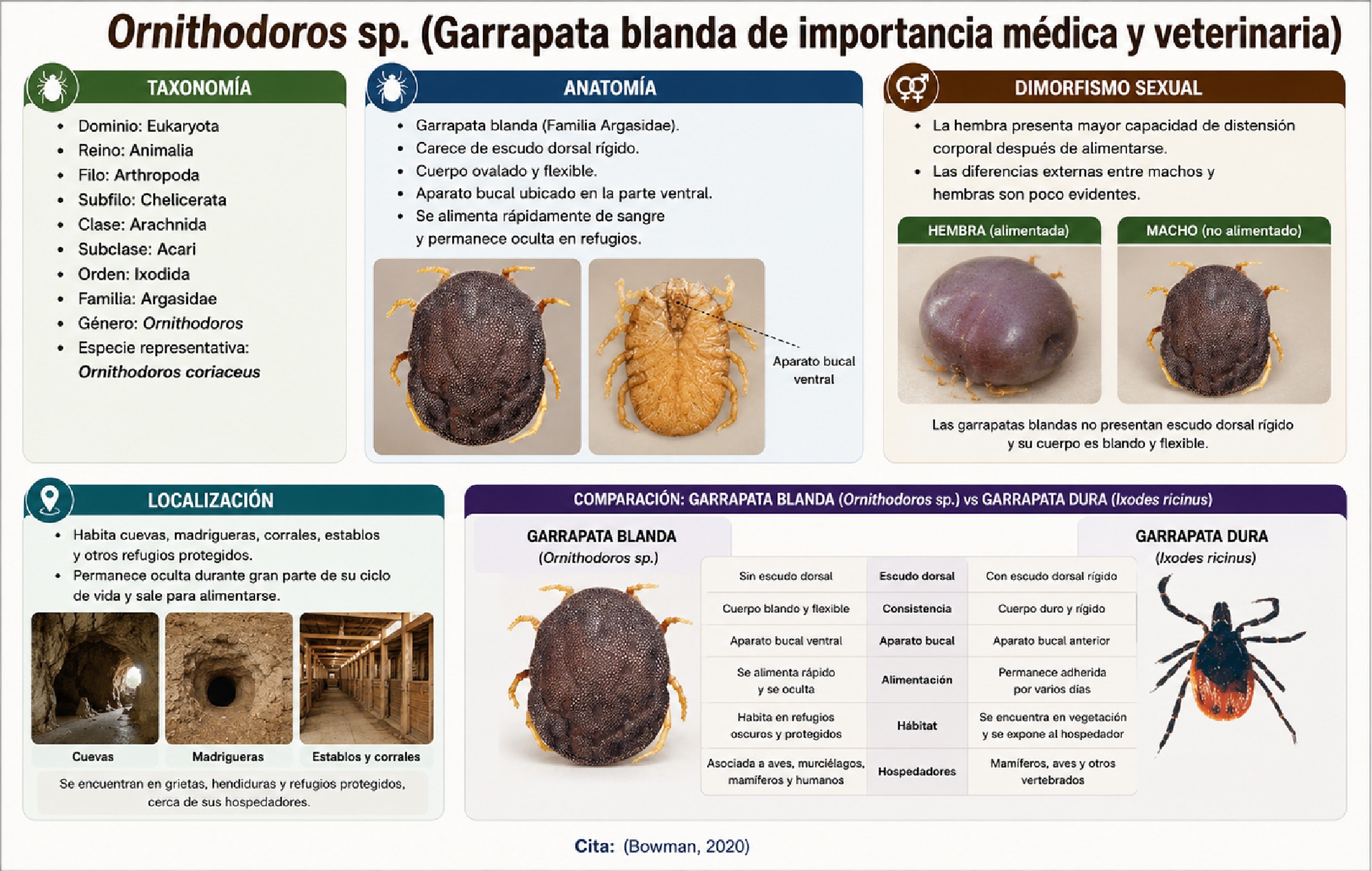 ALBUM ARTROPODOS — page 13