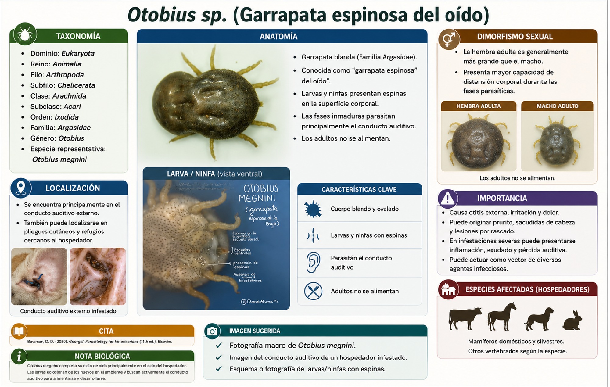 ALBUM ARTROPODOS — page 15