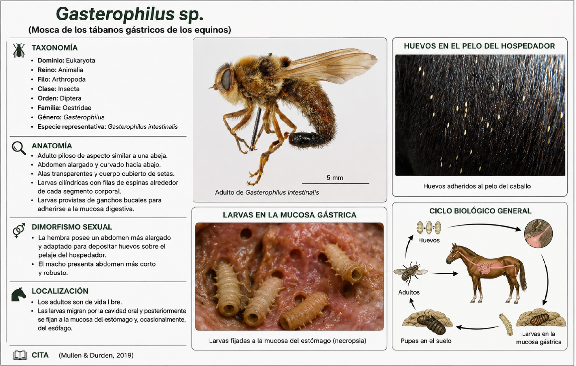 ALBUM ARTROPODOS — page 50