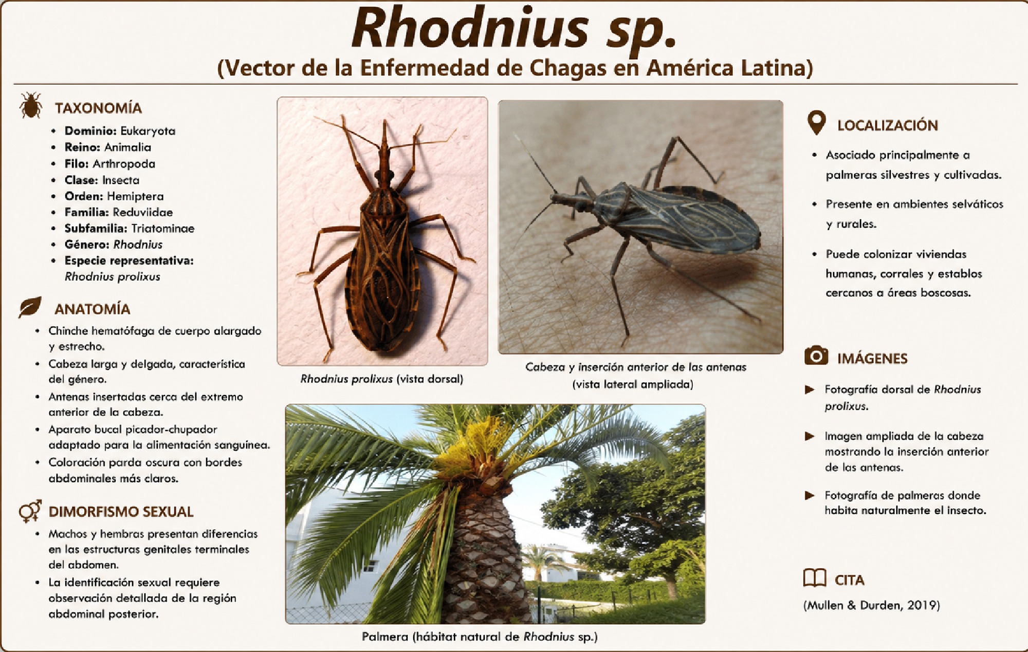 ALBUM ARTROPODOS — page 67