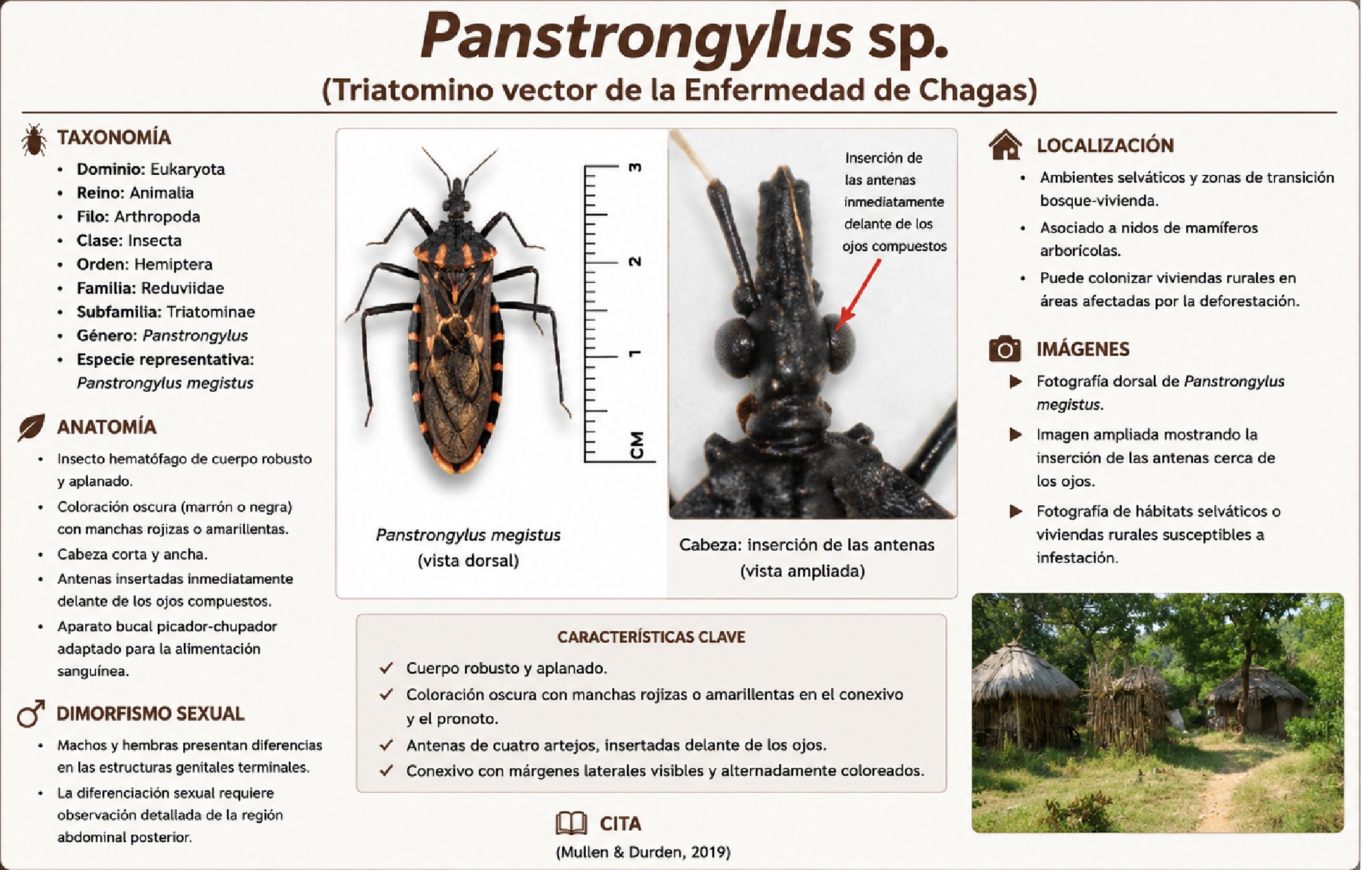 ALBUM ARTROPODOS — page 69