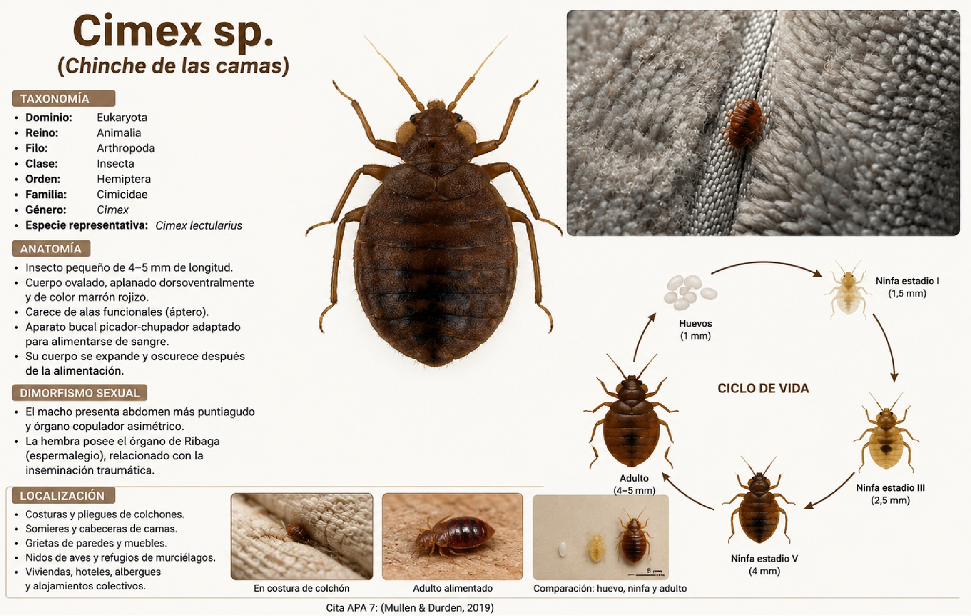 ALBUM ARTROPODOS — page 71