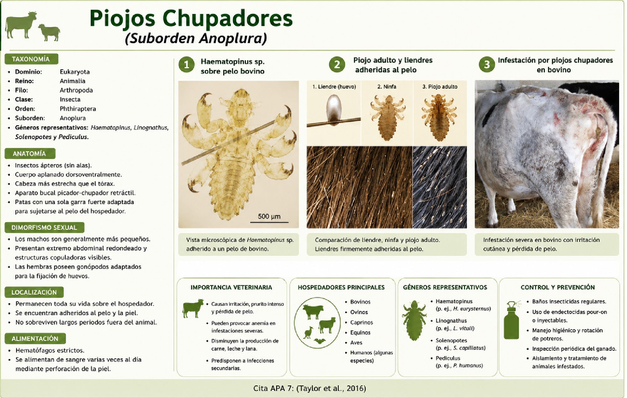 ALBUM ARTROPODOS — page 73