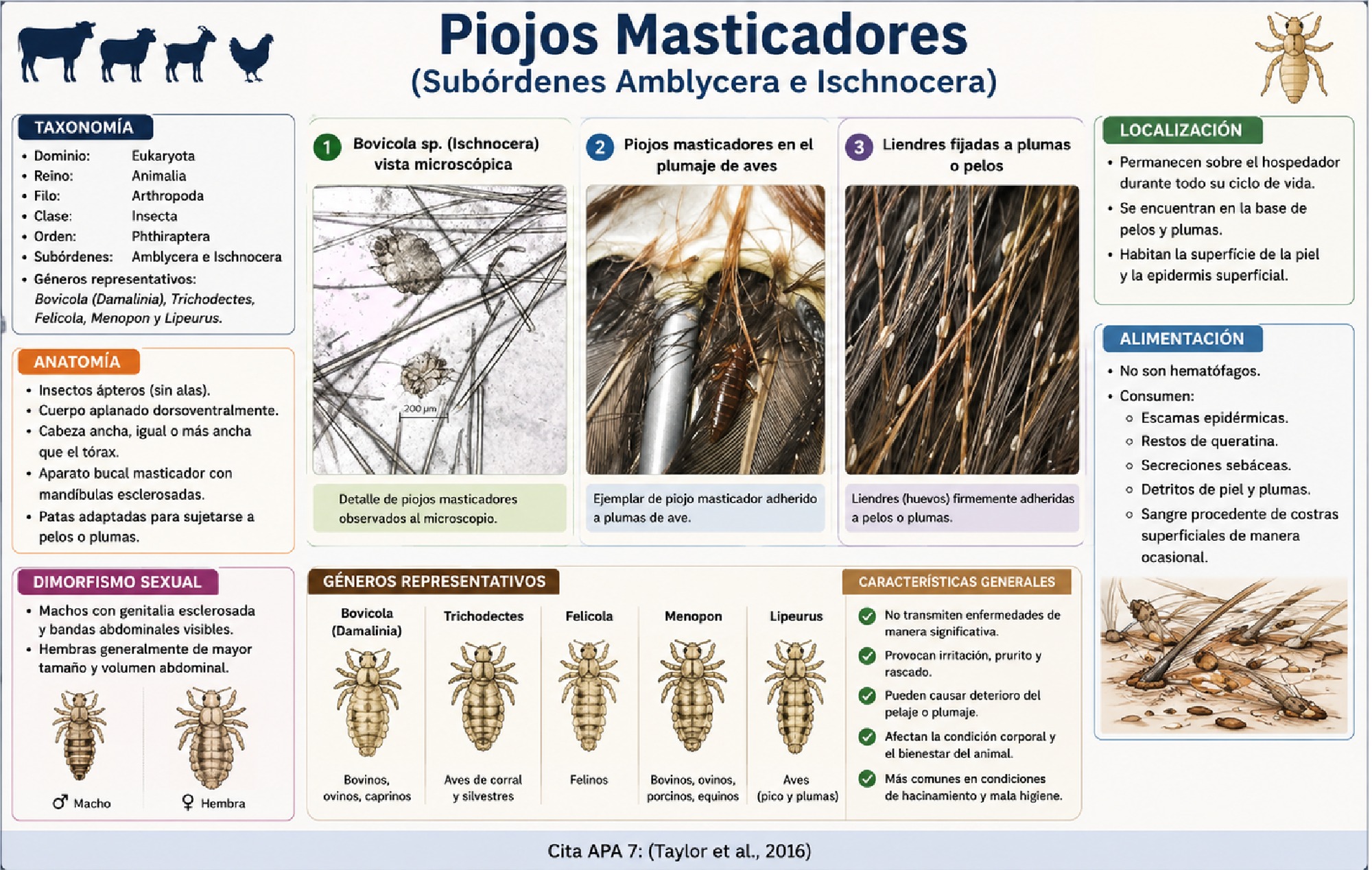 ALBUM ARTROPODOS — page 75