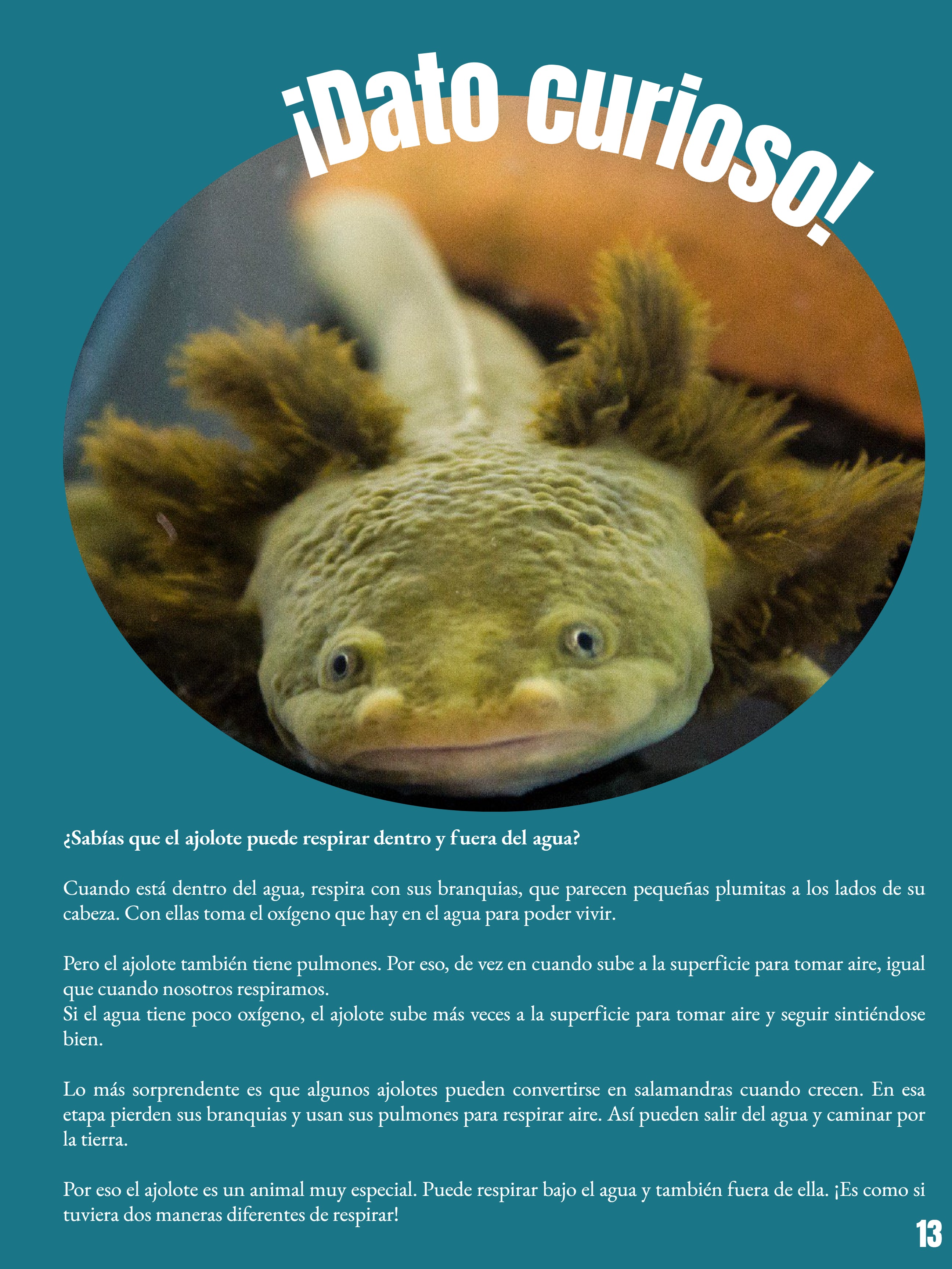 _REVISTA El club del ajolote. — page 13