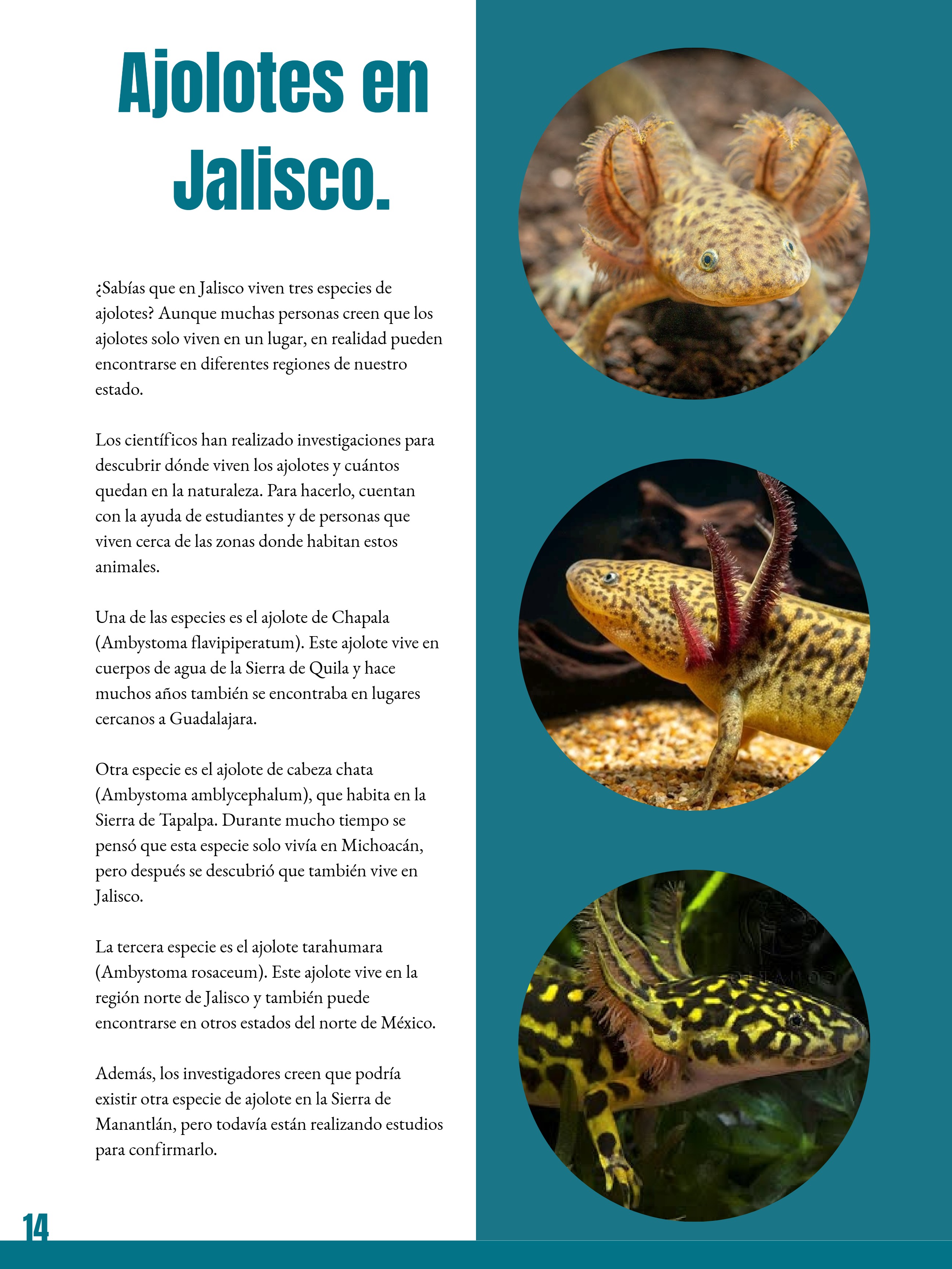_REVISTA El club del ajolote. — page 14