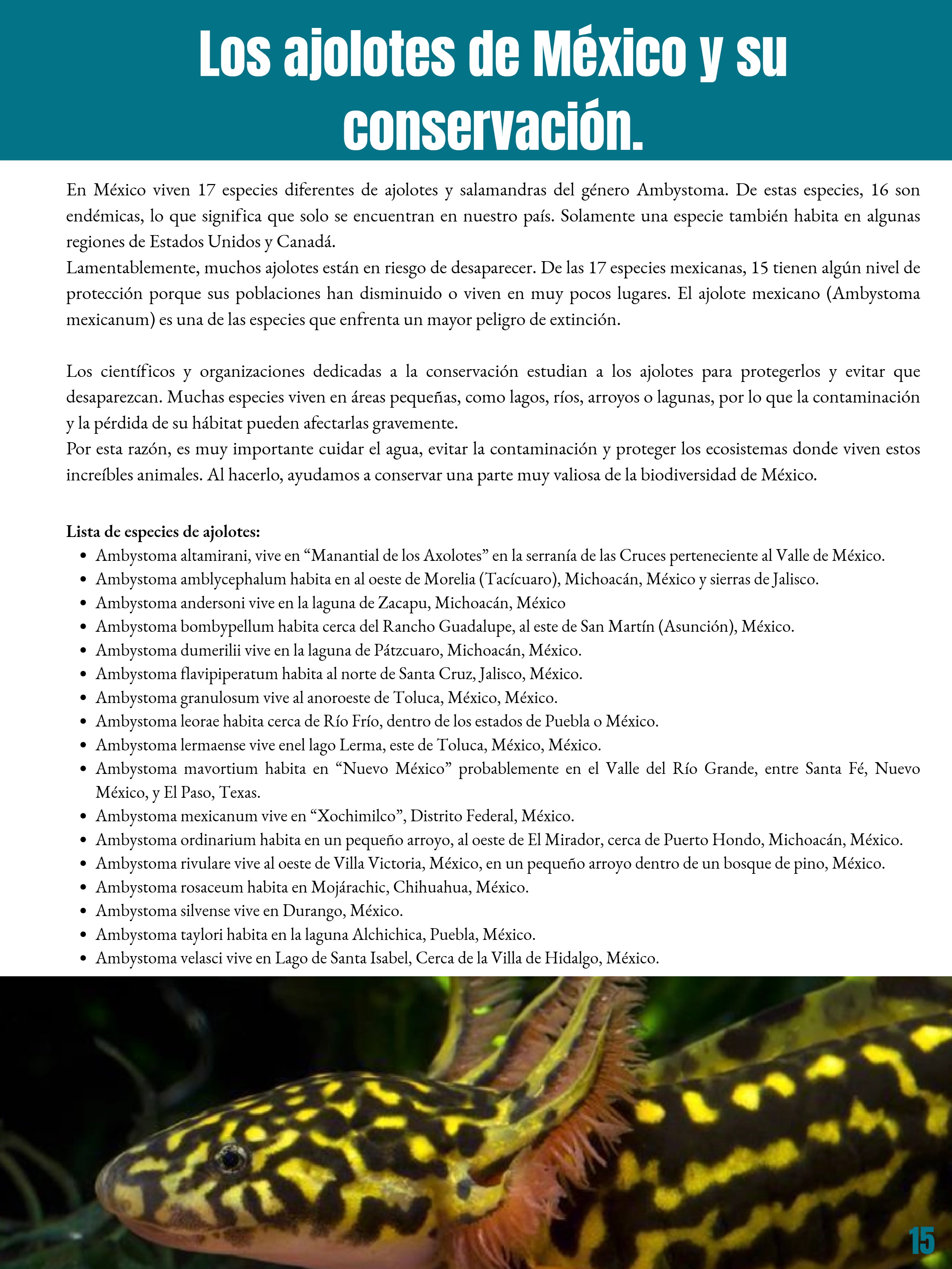 _REVISTA El club del ajolote. — page 15