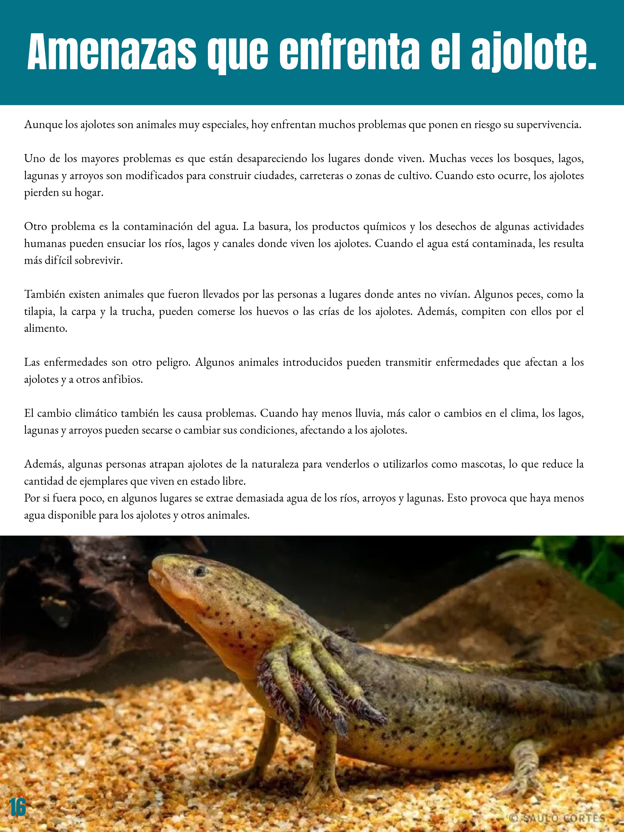_REVISTA El club del ajolote. — page 16