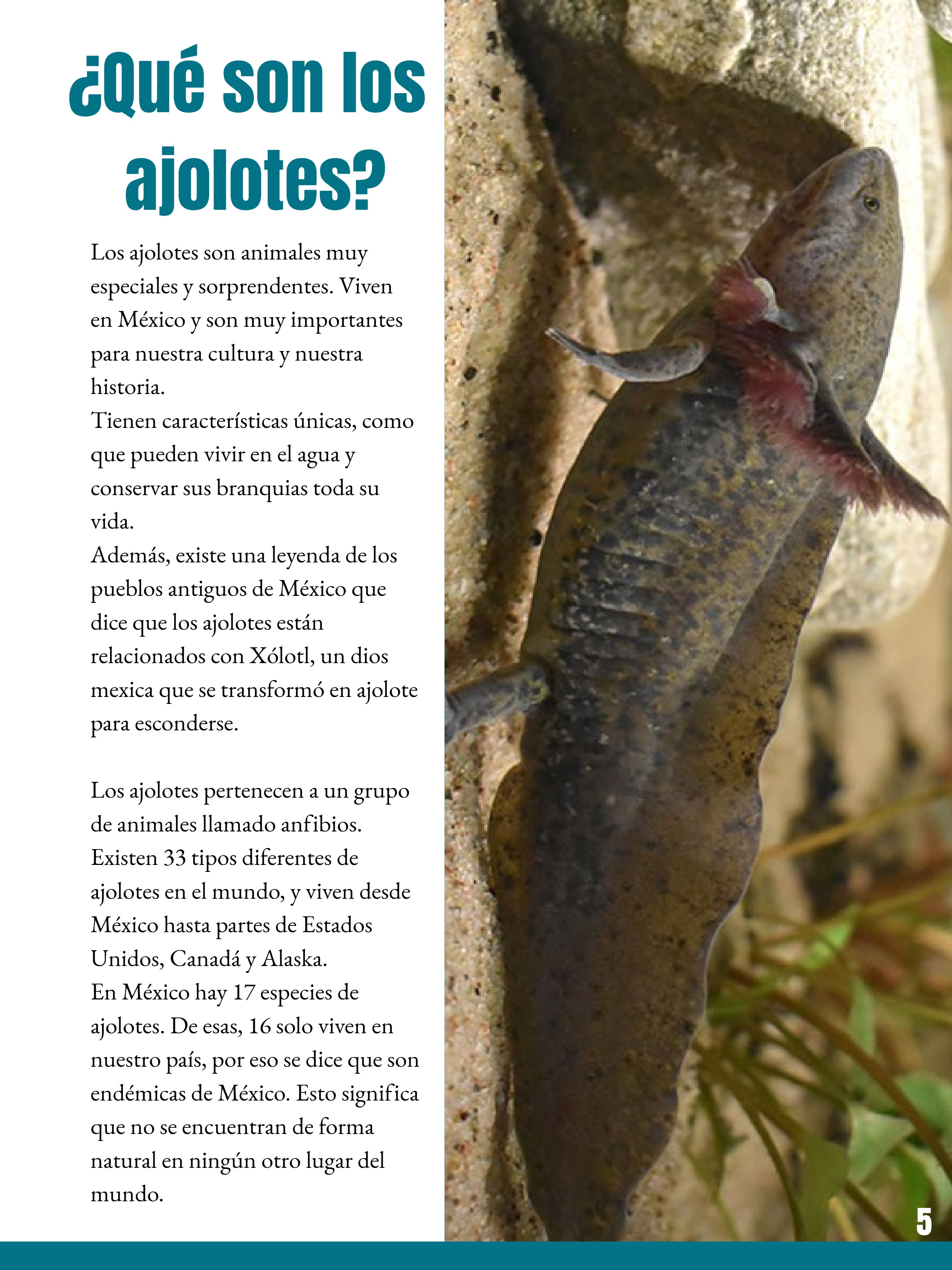 _REVISTA El club del ajolote. — page 5
