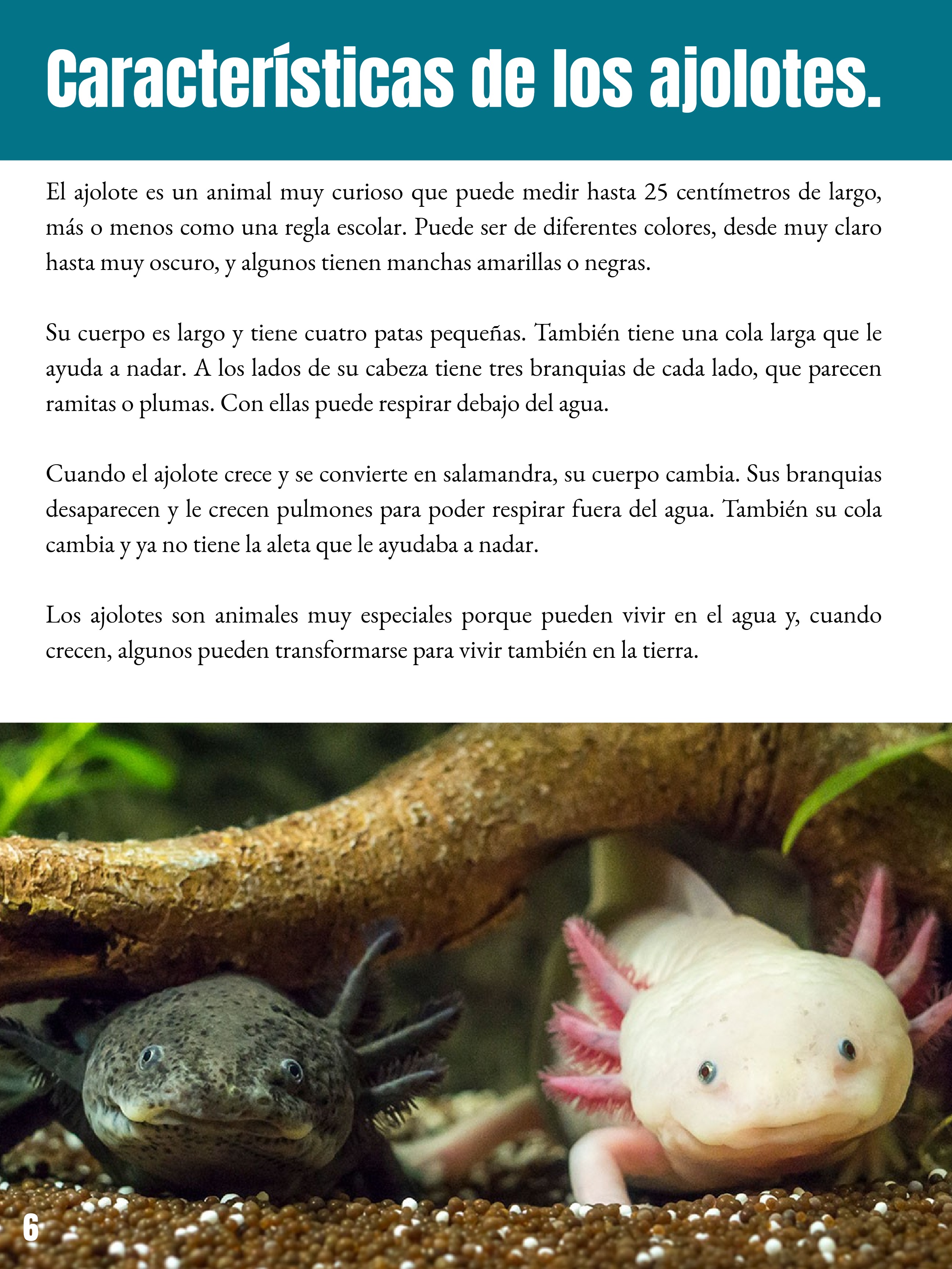 _REVISTA El club del ajolote. — page 6