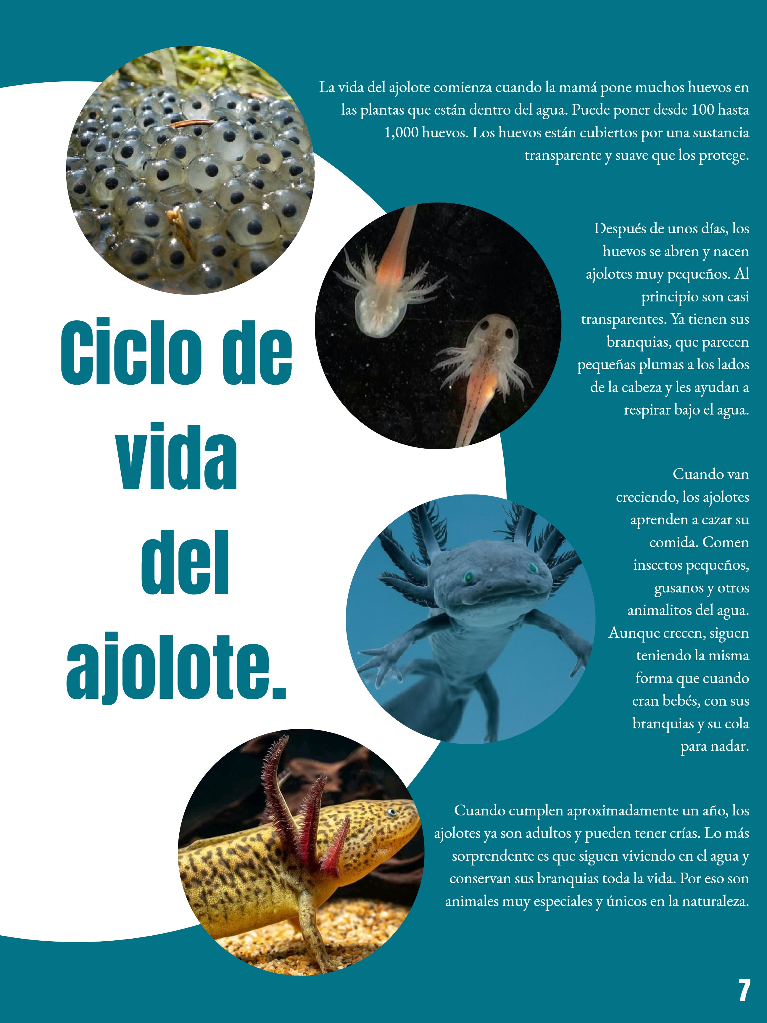 _REVISTA El club del ajolote. — page 7