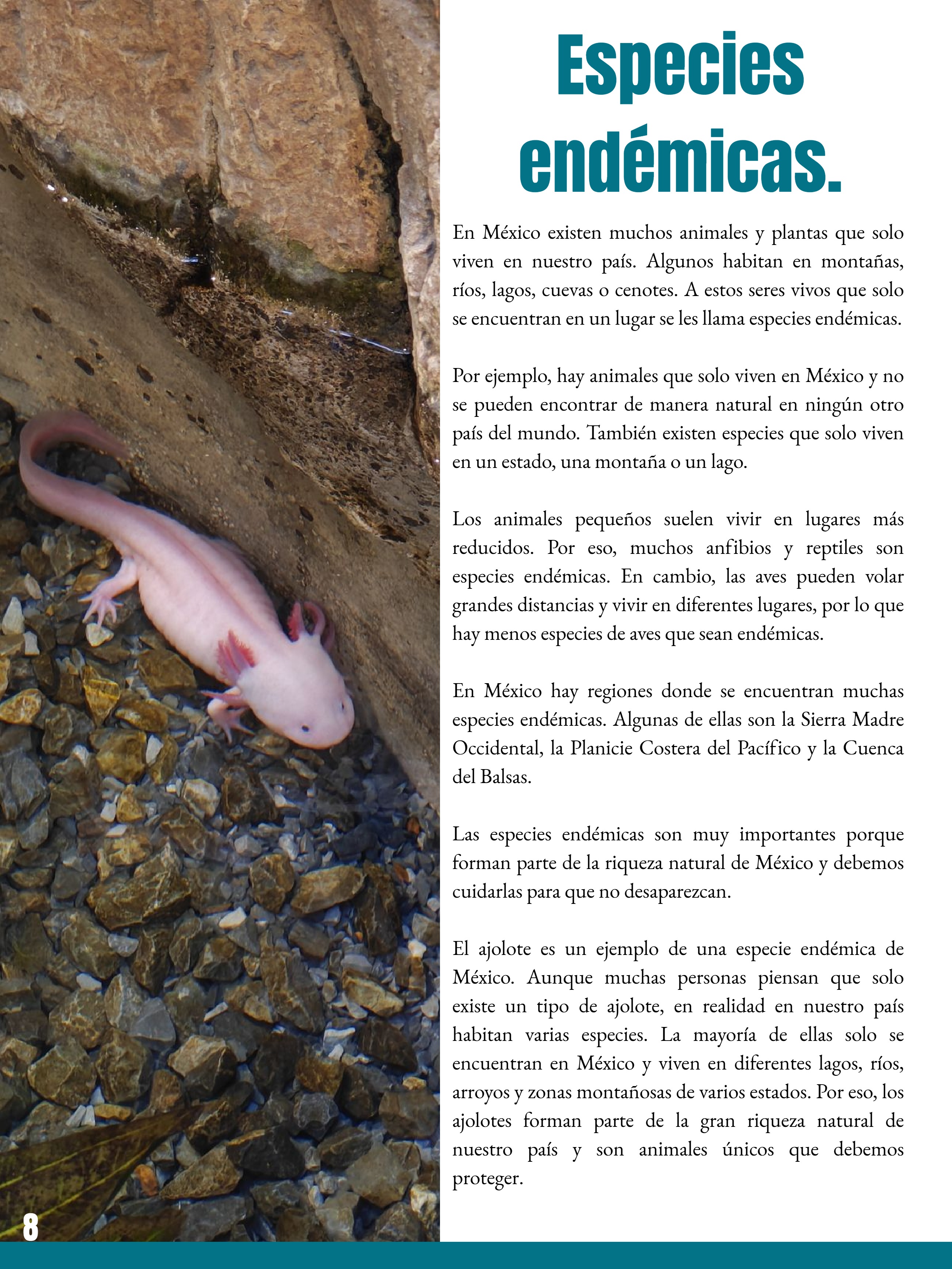 _REVISTA El club del ajolote. — page 8