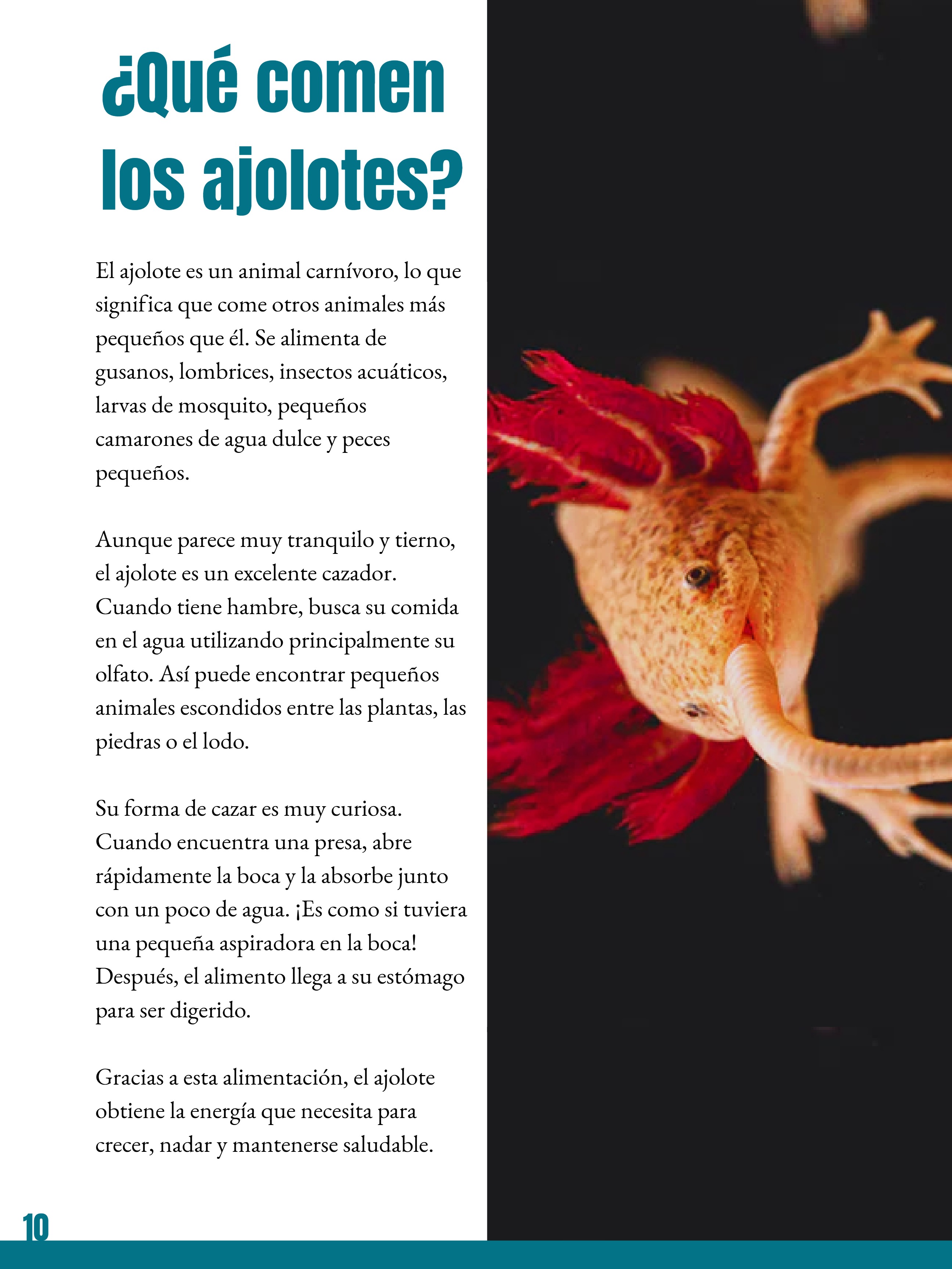 _REVISTA El club del ajolote. — page 10