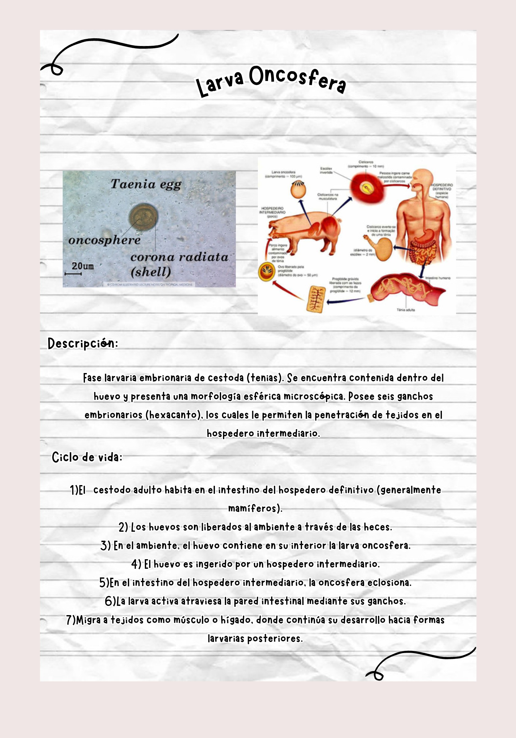 Larvas ebook — page 11