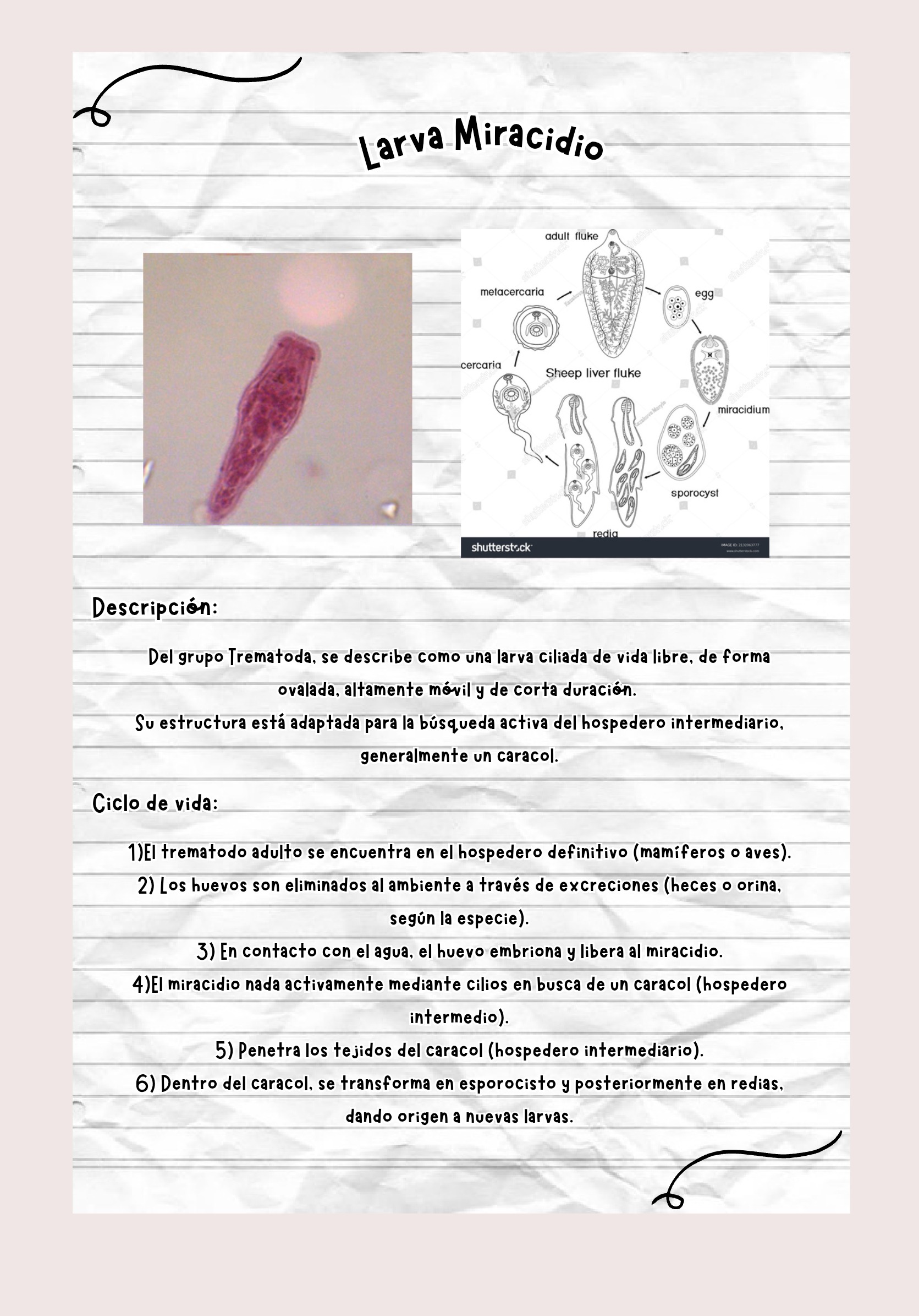 Larvas ebook — page 12