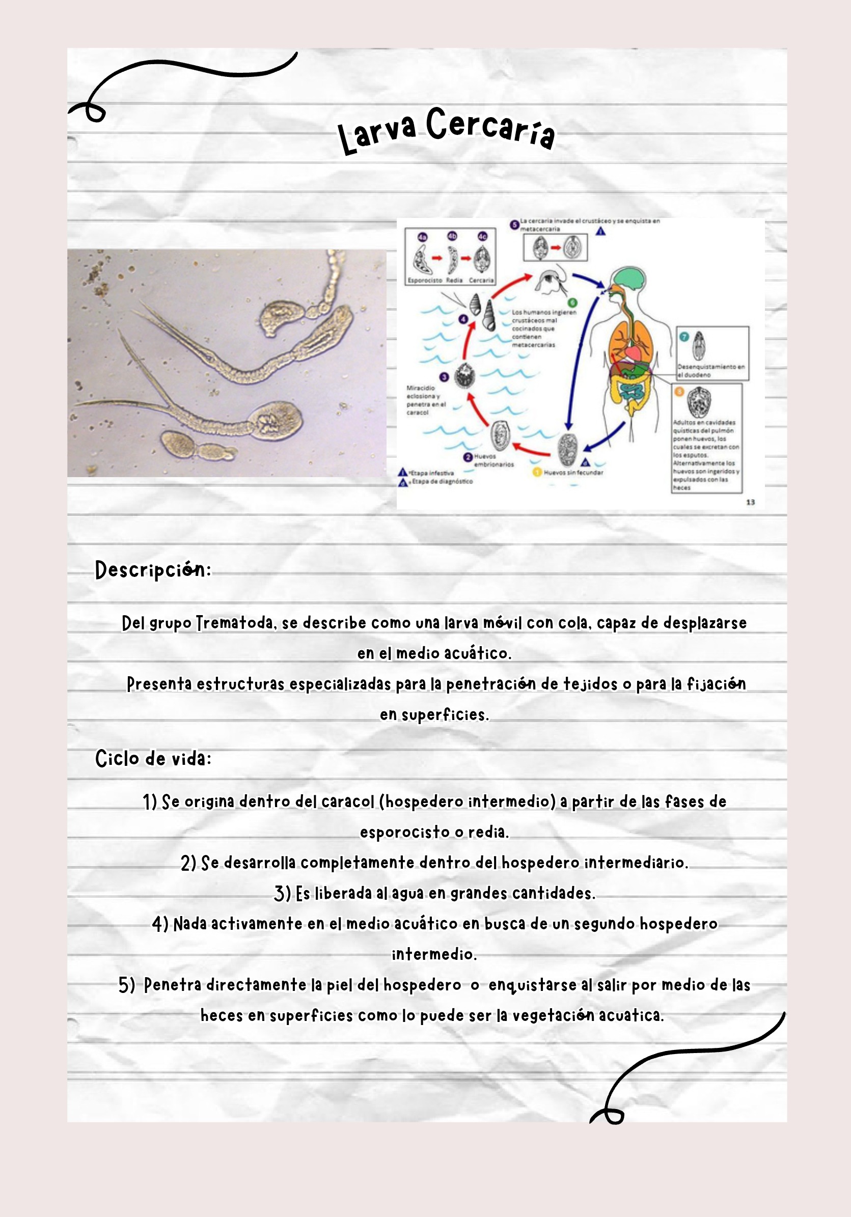 Larvas ebook — page 13