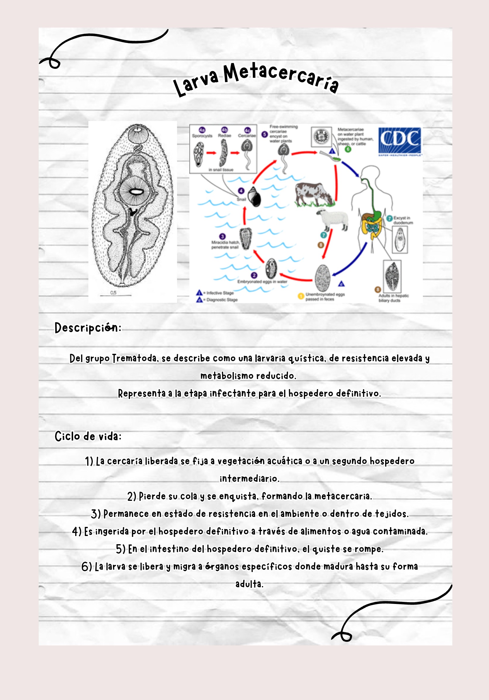 Larvas ebook — page 14