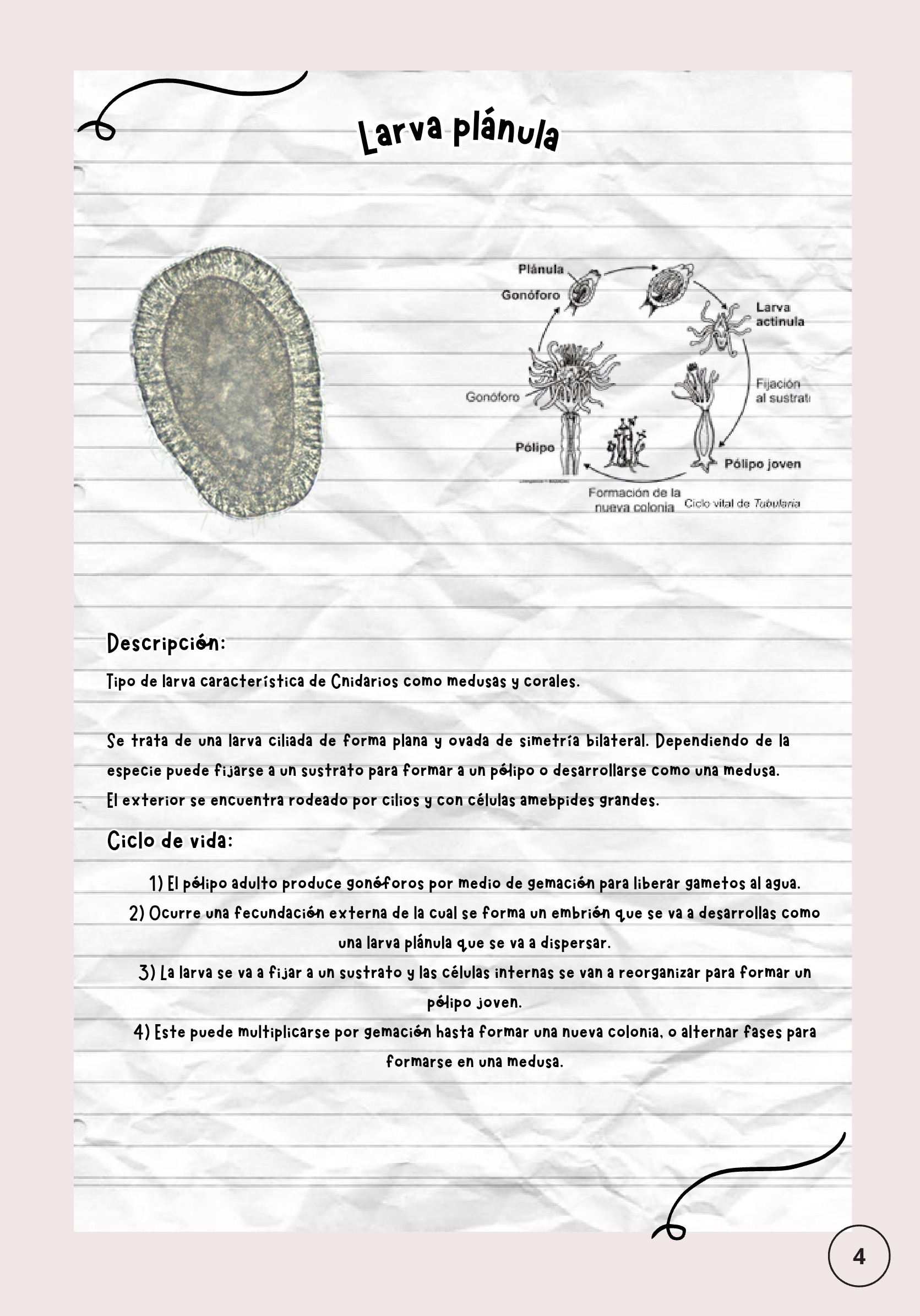 Larvas ebook — page 5