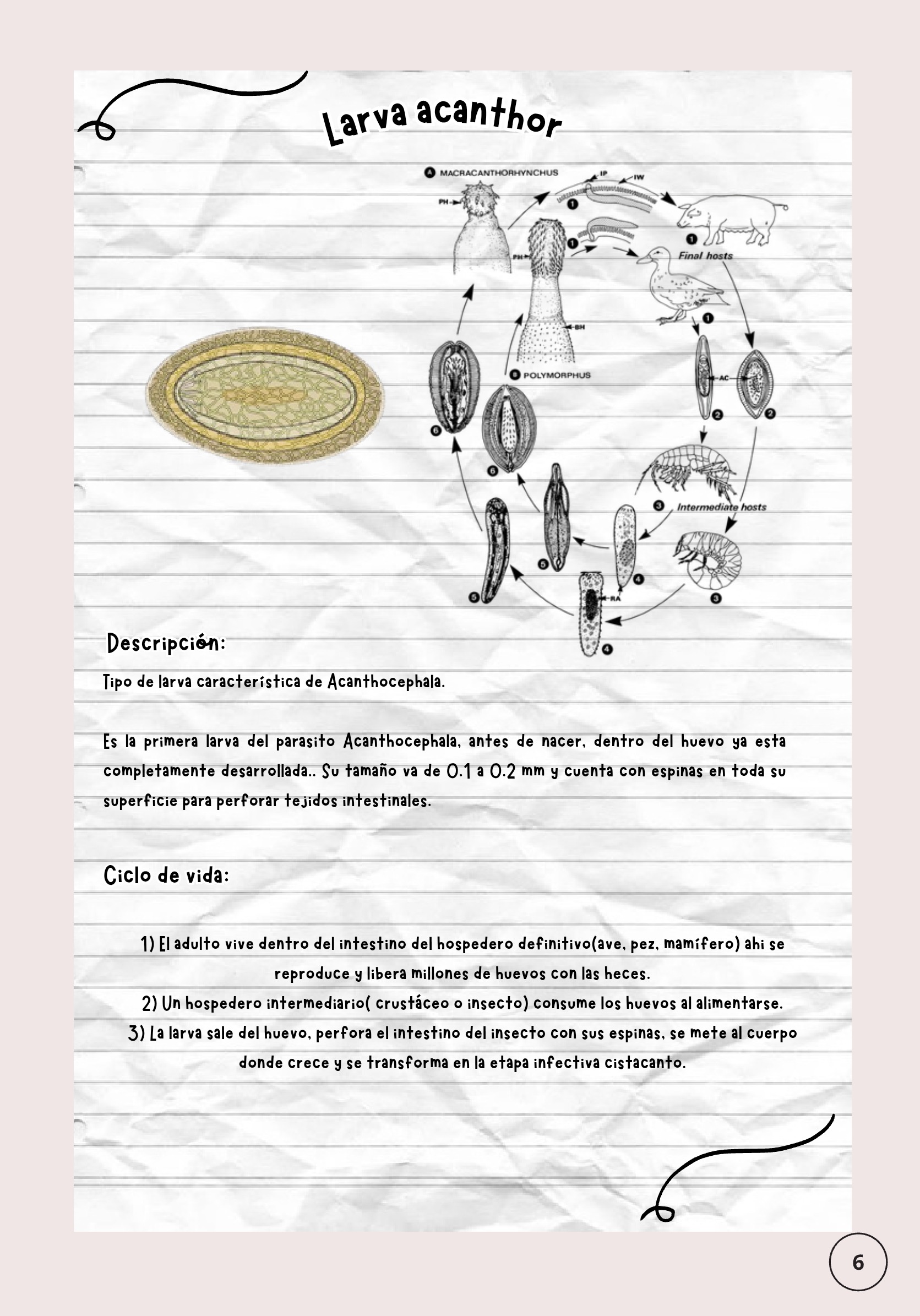 Larvas ebook — page 7