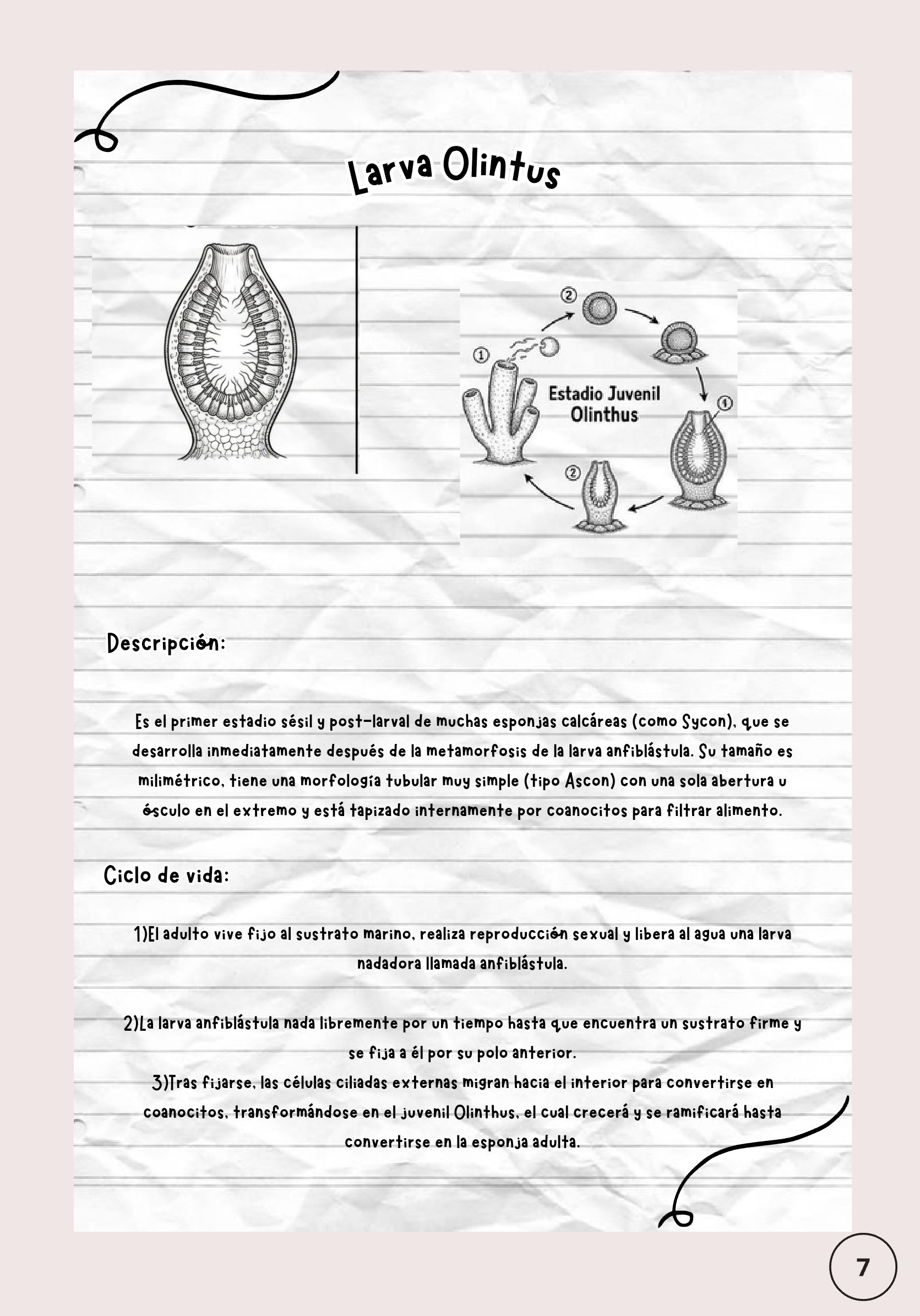 Larvas ebook — page 8