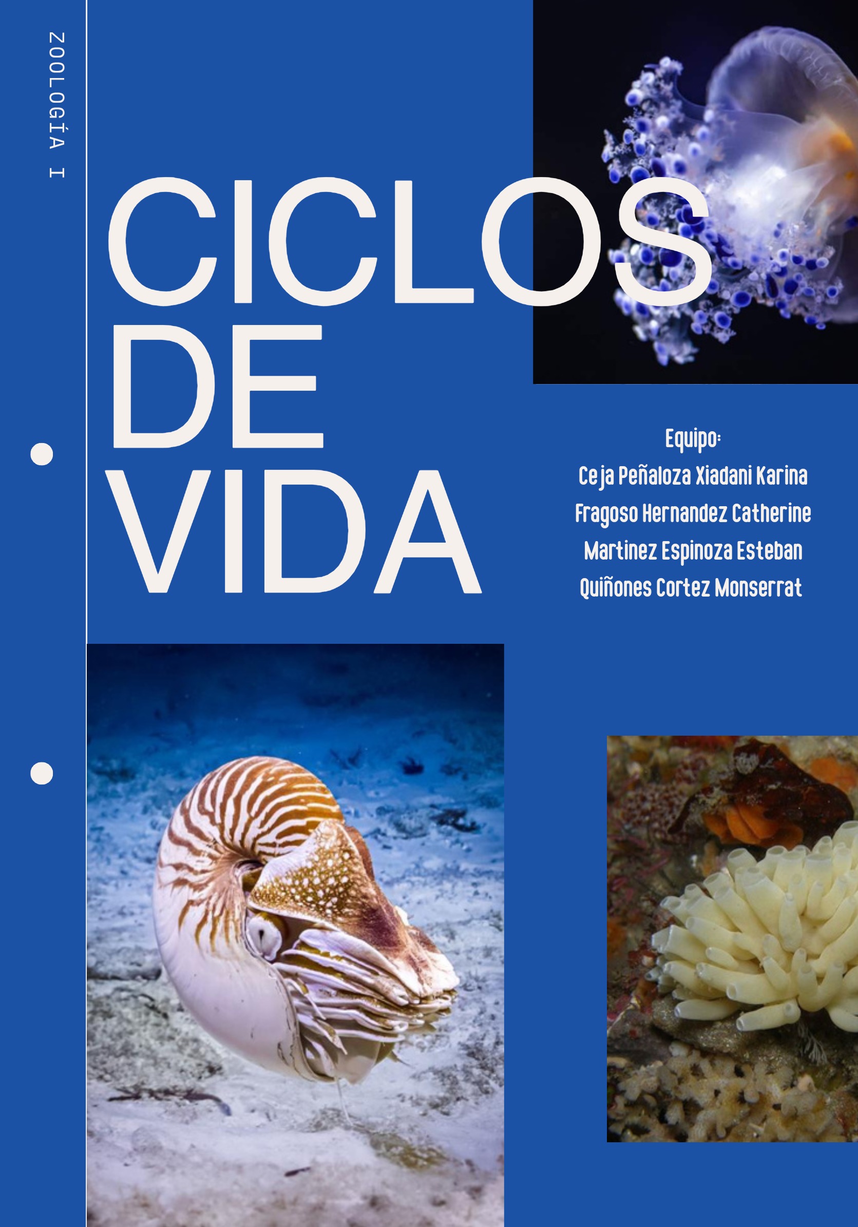 Ciclos Ebook