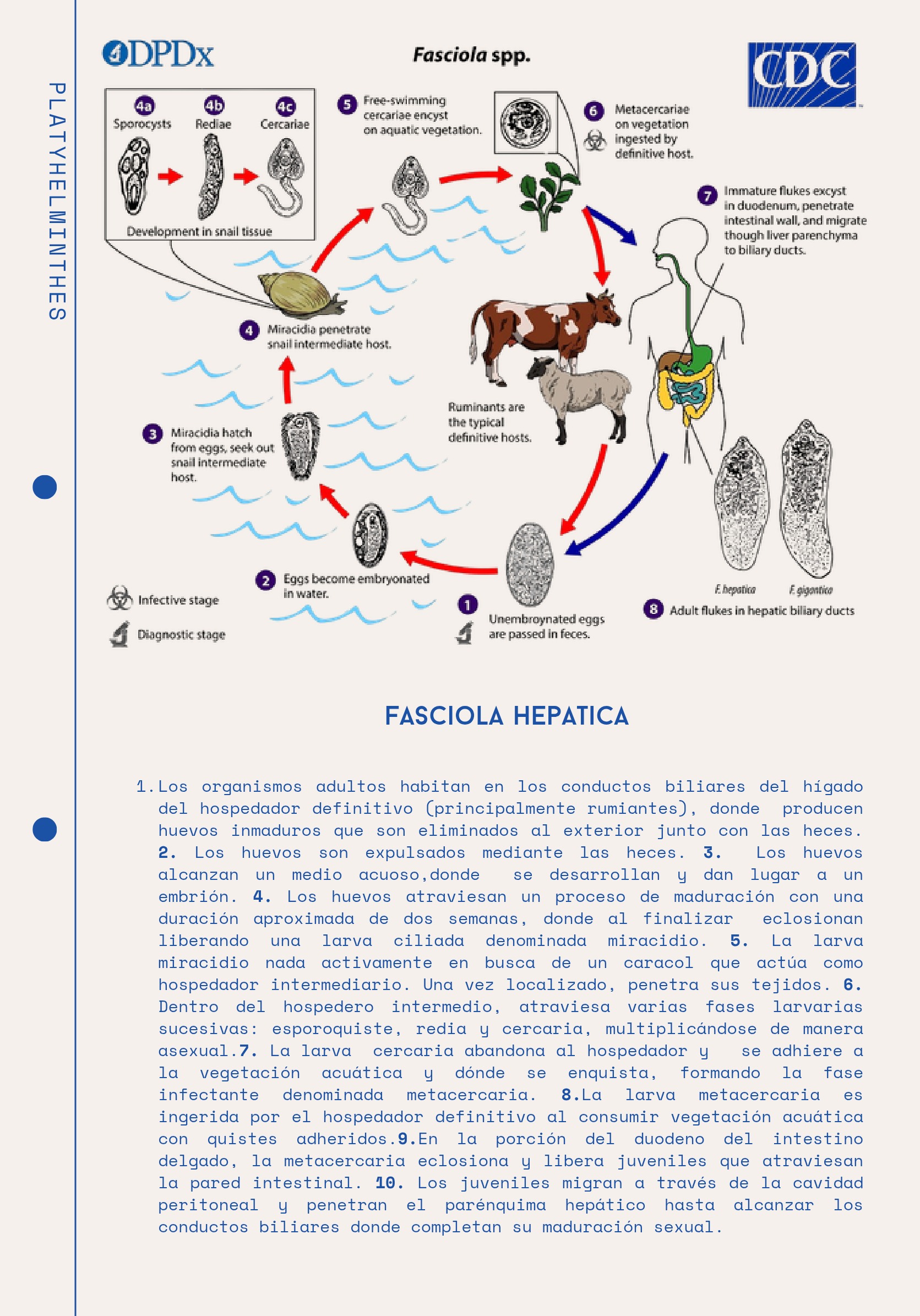 Ciclos Ebook — page 11
